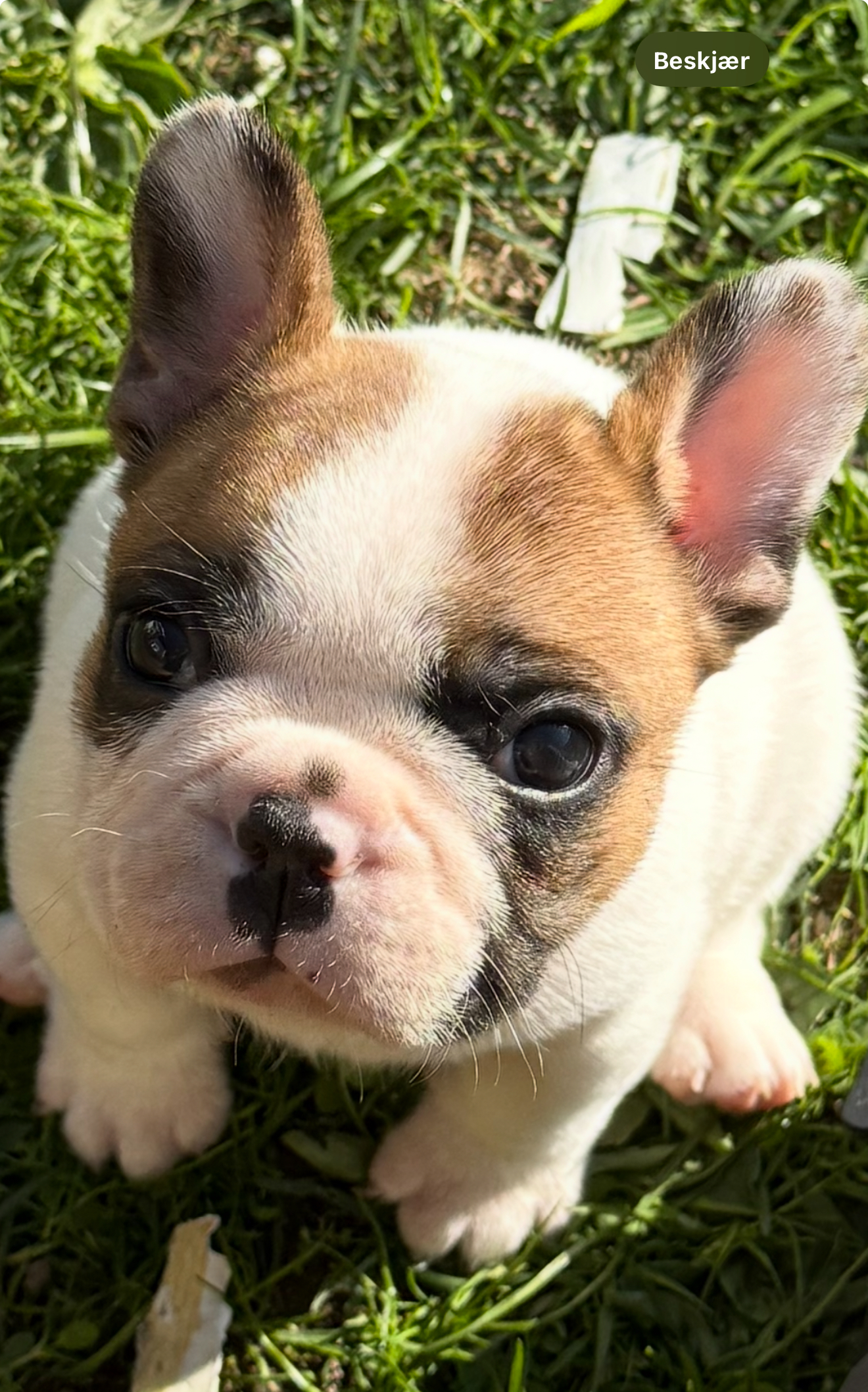 Catamada Snow Catamada Snow