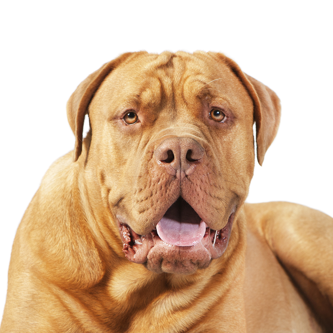 Bordeaux dogge Bordeaux dogge