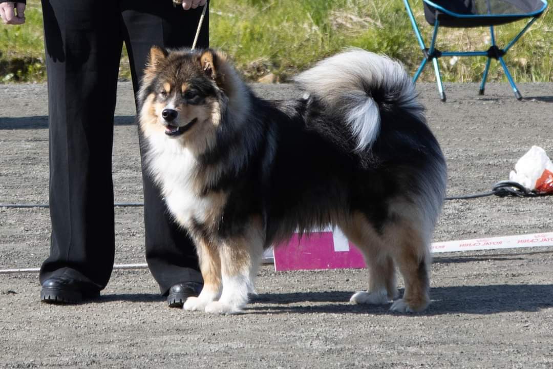 Solstjerna Only Him Self Solstjerna Only Him Self