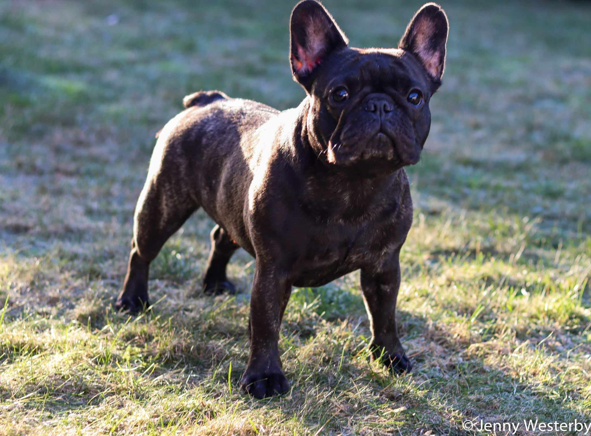 Bauross Augustina Bauross Augustina