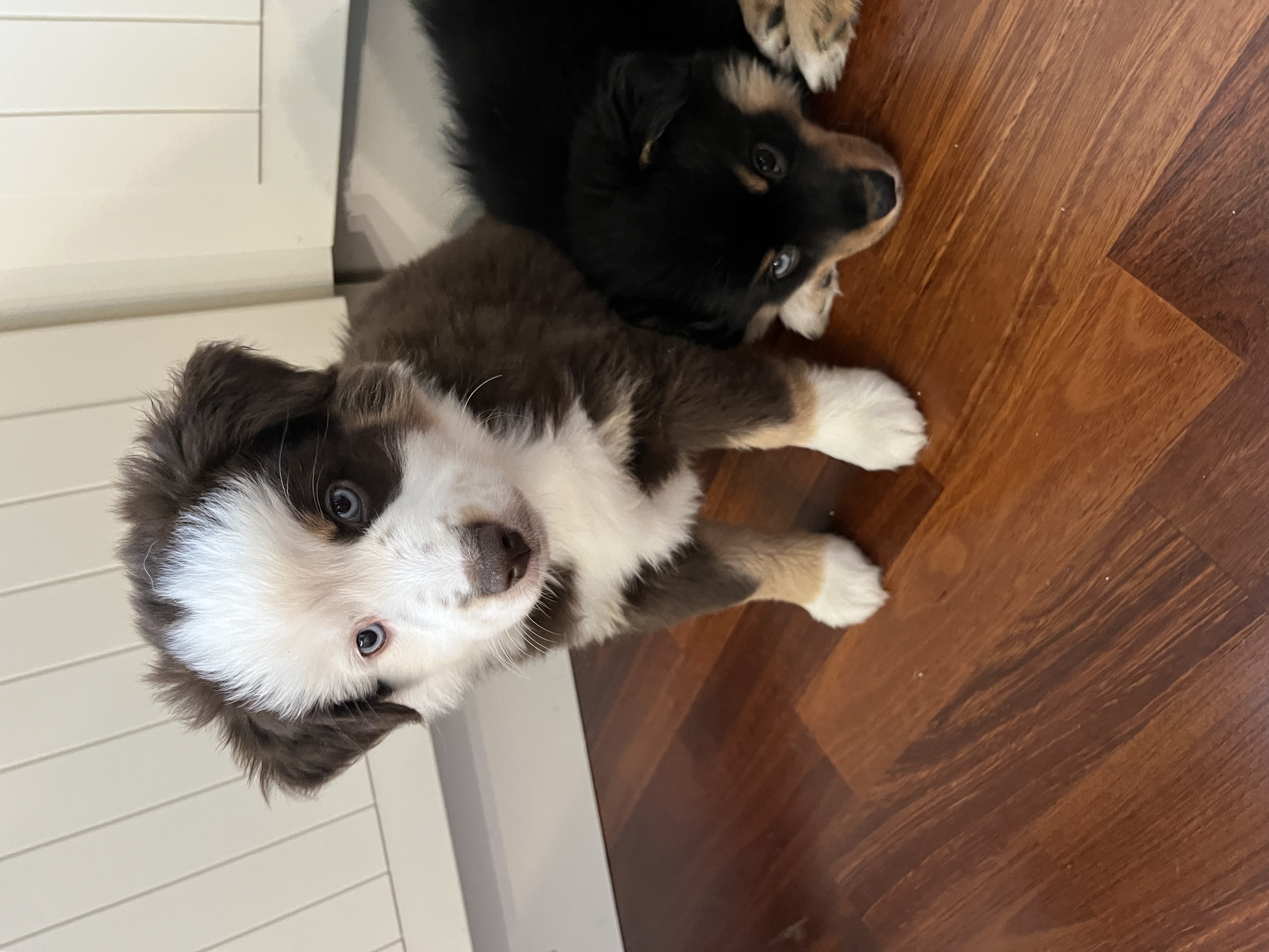 Livna face from Trilars Paws Livna face from Trilars Paws