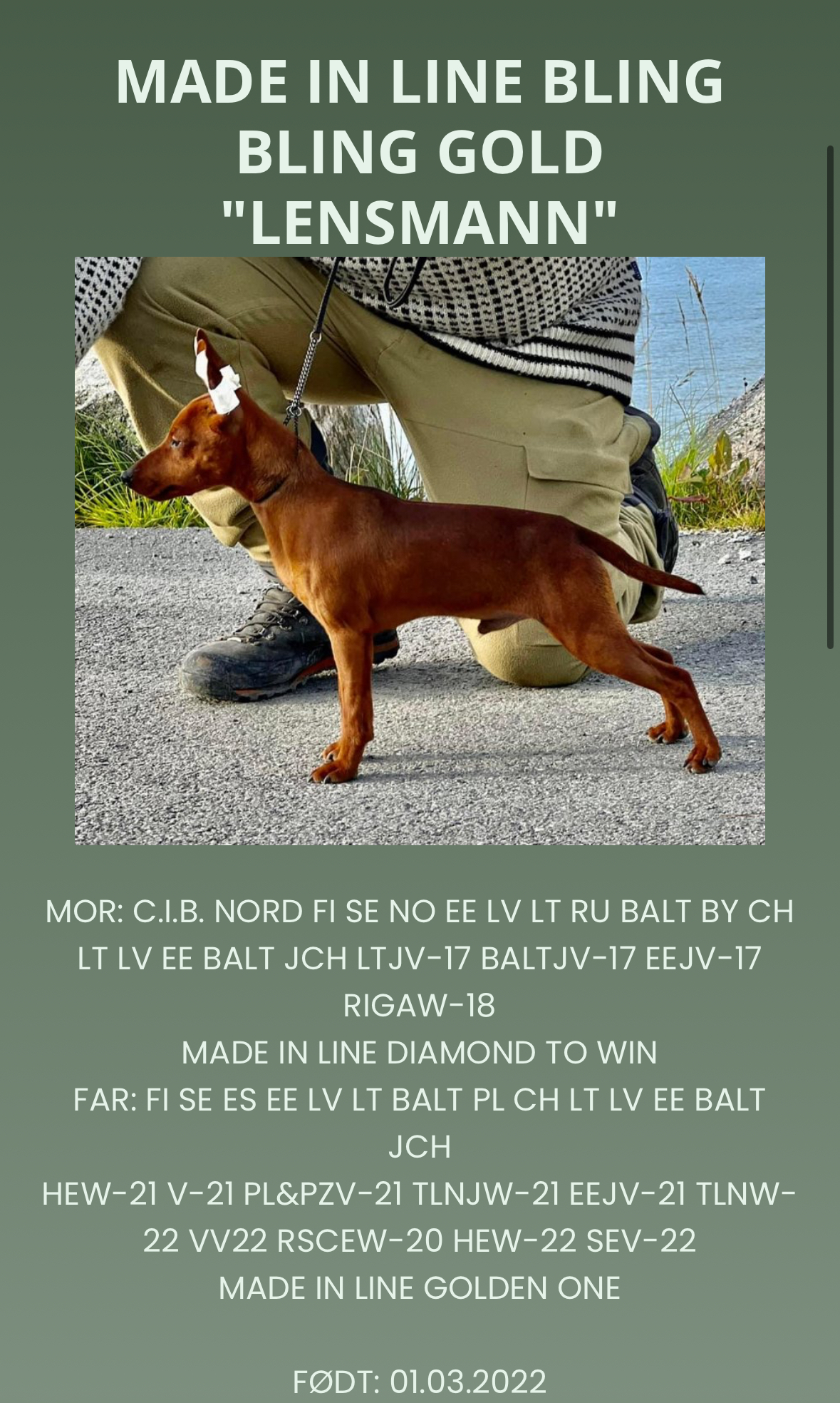 Made in Line Blingbling Gold Made in Line Blingbling Gold