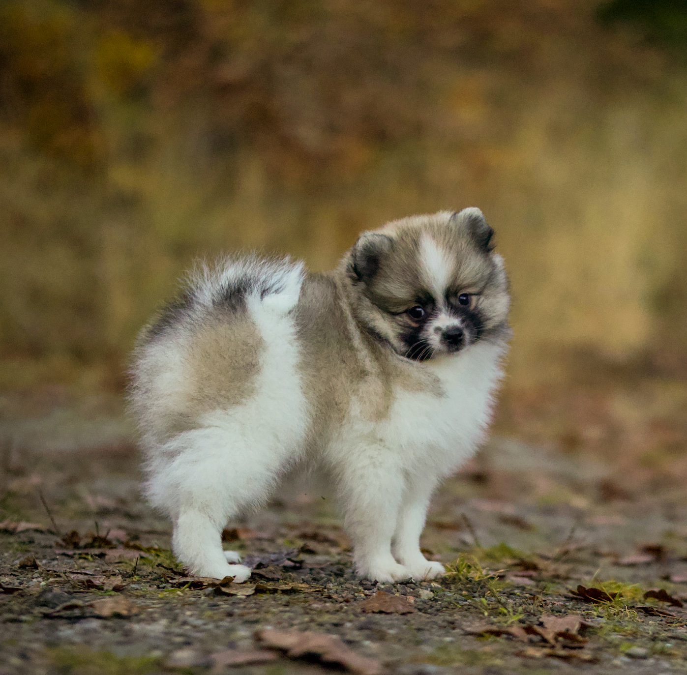 Echo Calling Echo Calling