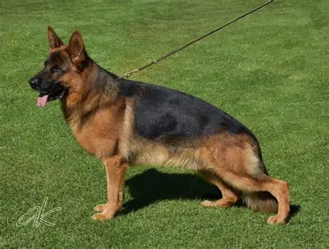 Bodo vom Messina Bodo vom Messina