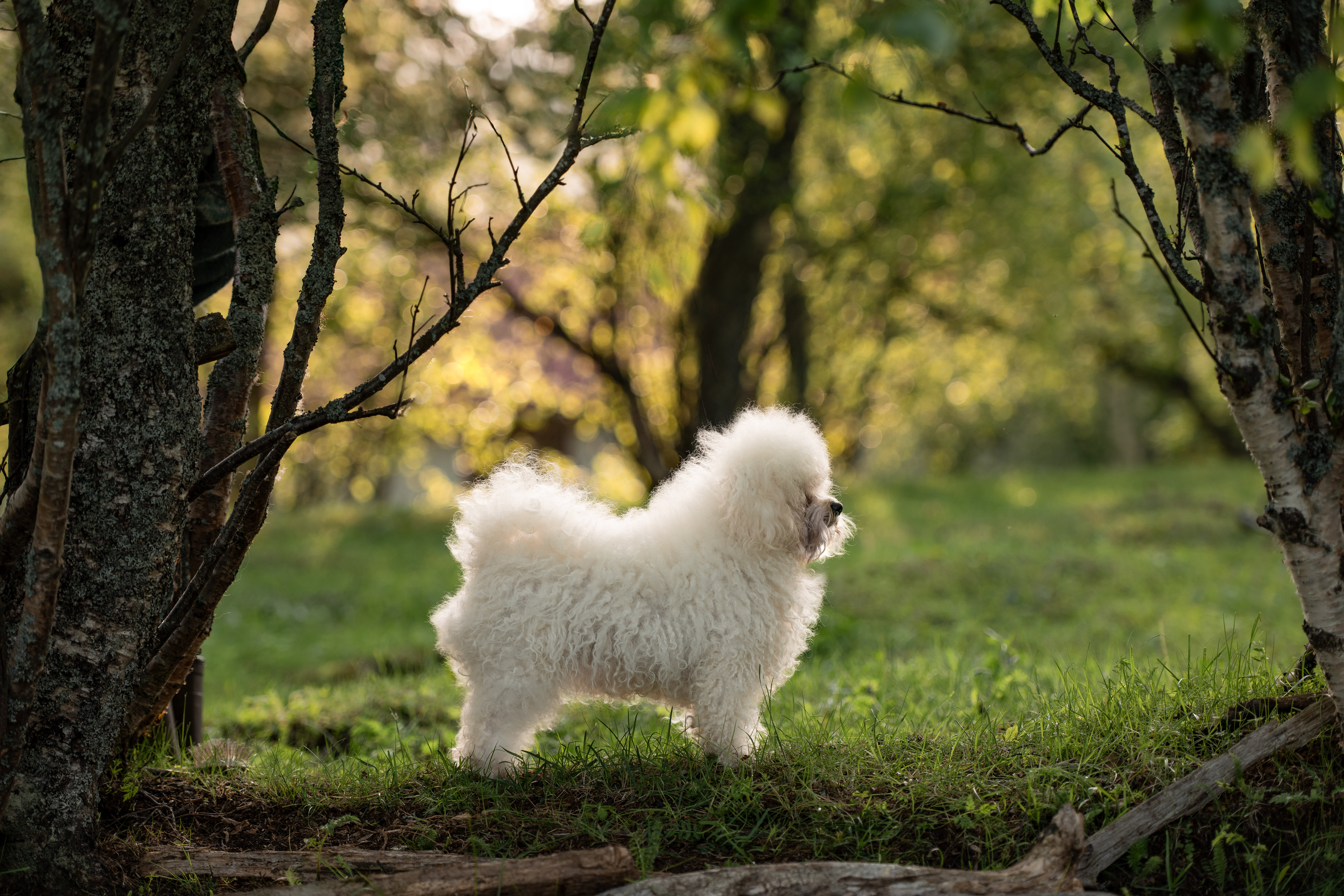 Karoxia Addicted to you 