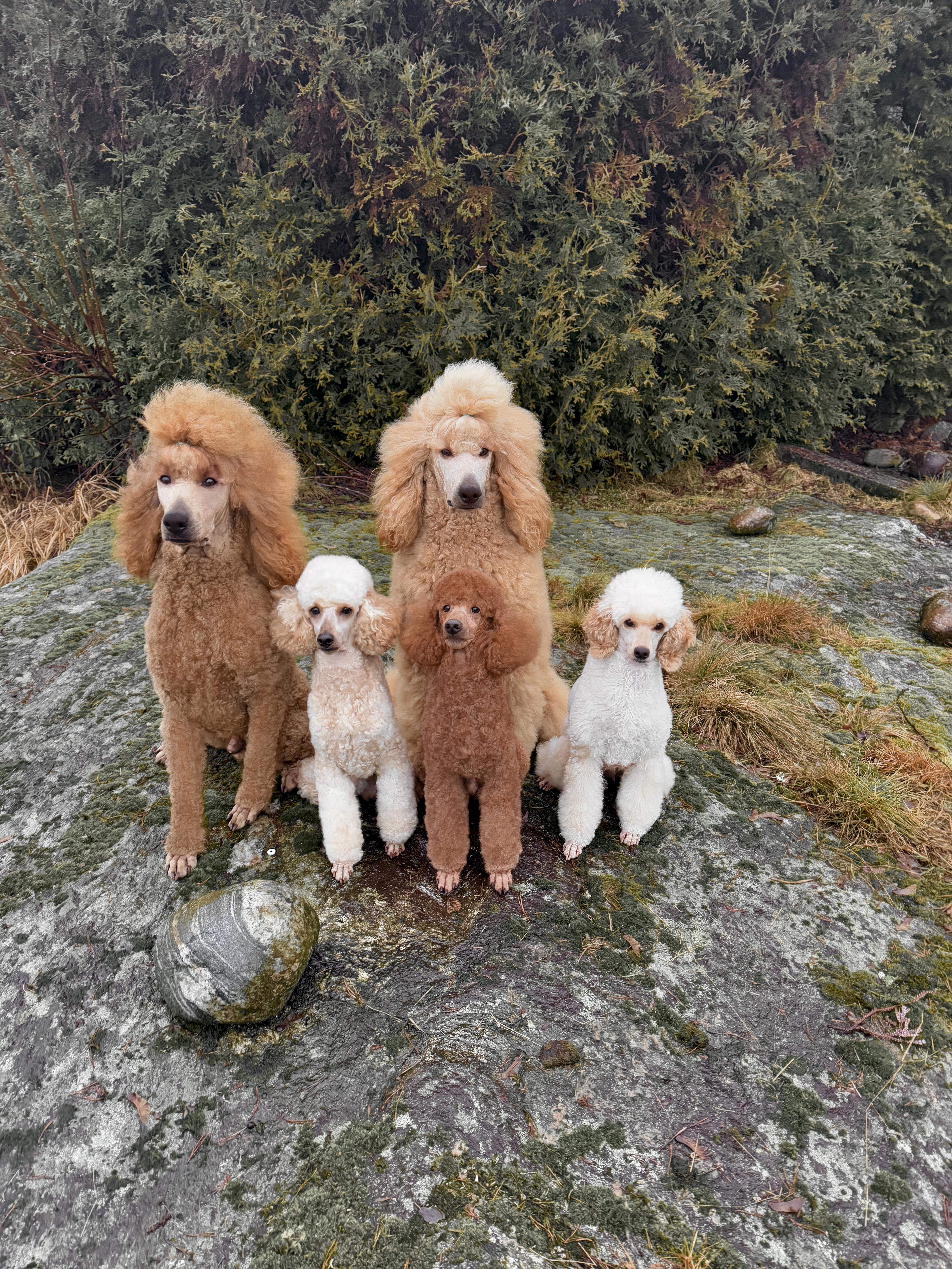 Aurulentus Aurulentus