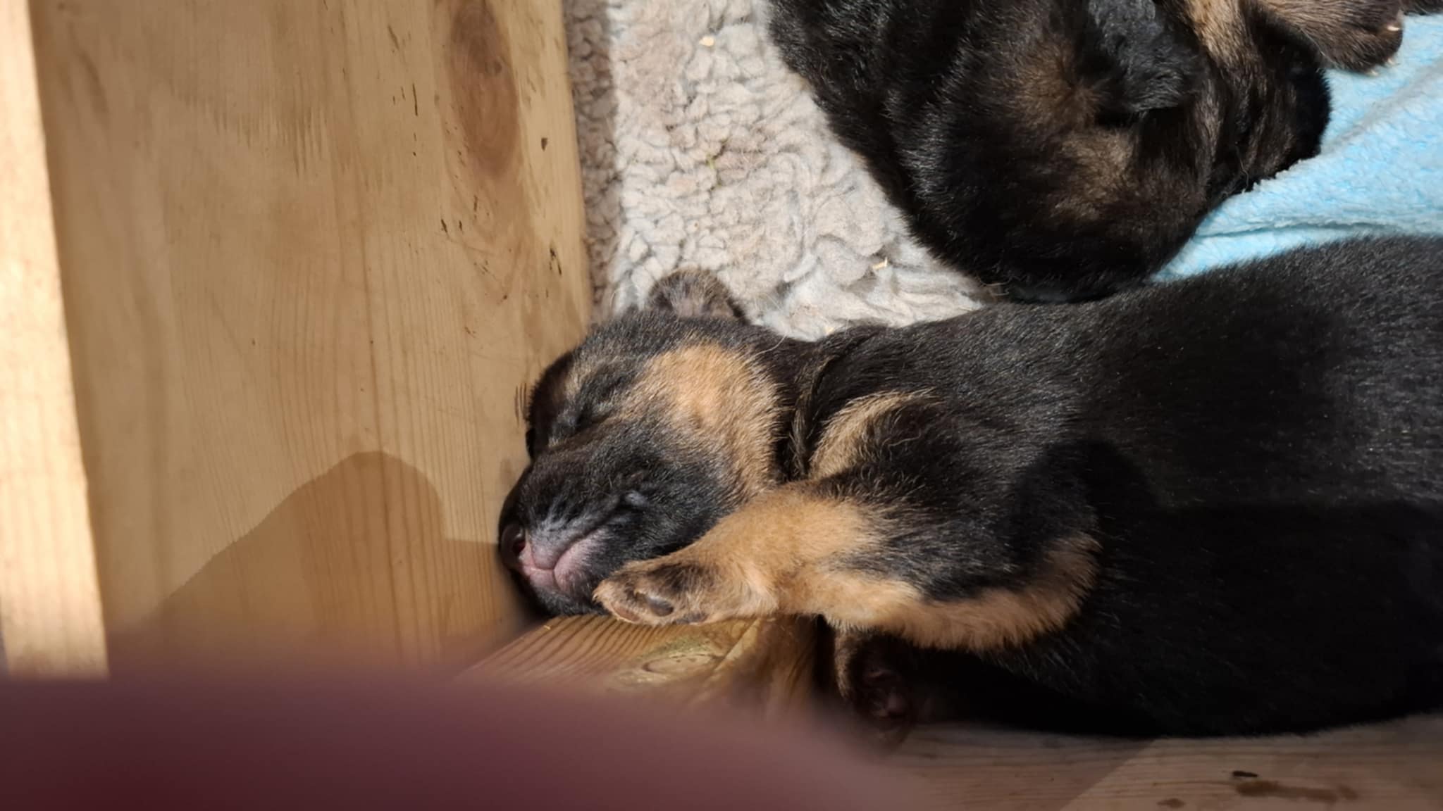 Bukkesti d 3 Bukkesti d 3