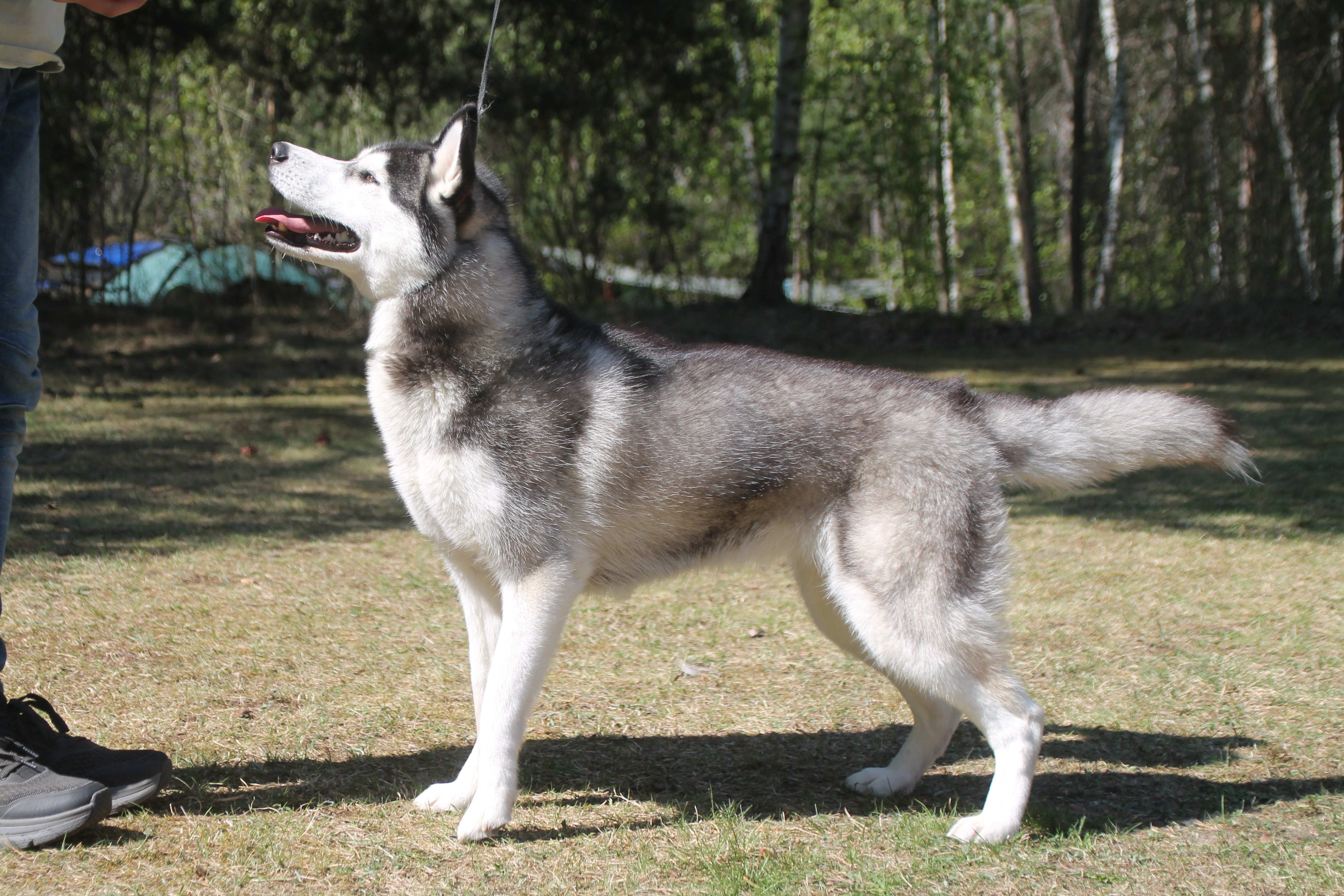 Fjelltroll Norah Morgentåke