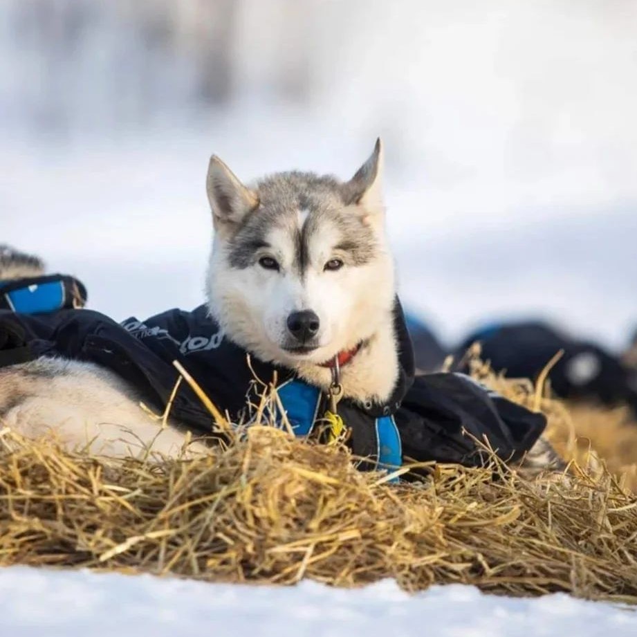 Ingeborg Elise Kjønsberg