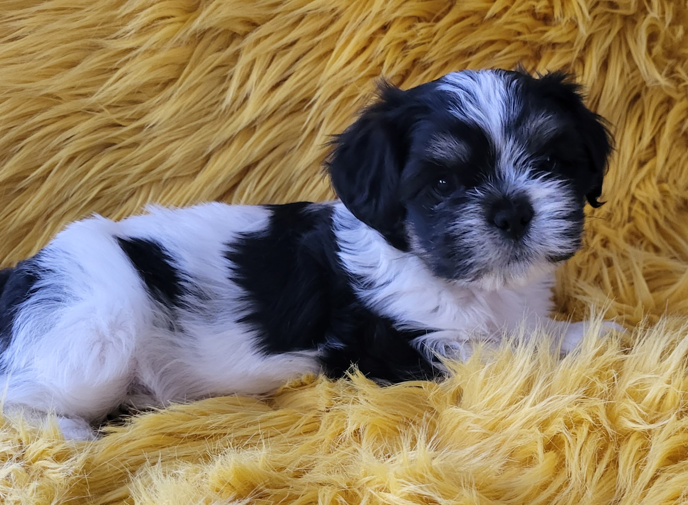 Nordic lhasa Orients Uniqe Diamond Nordic lhasa Orients Uniqe Diamond