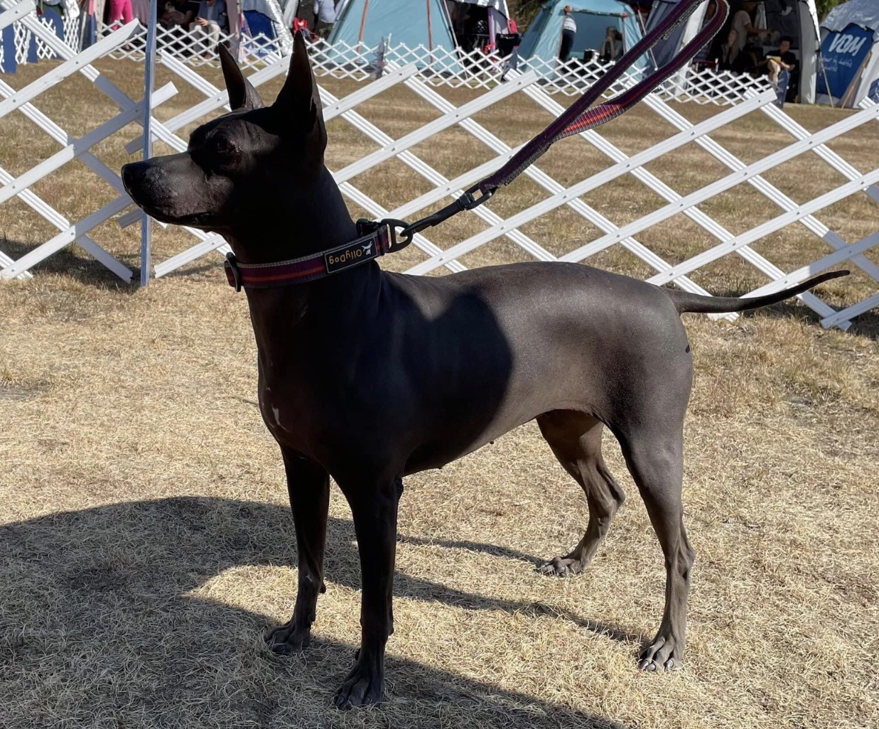 Biscotti Affectionate Aurora Biscotti Affectionate Aurora