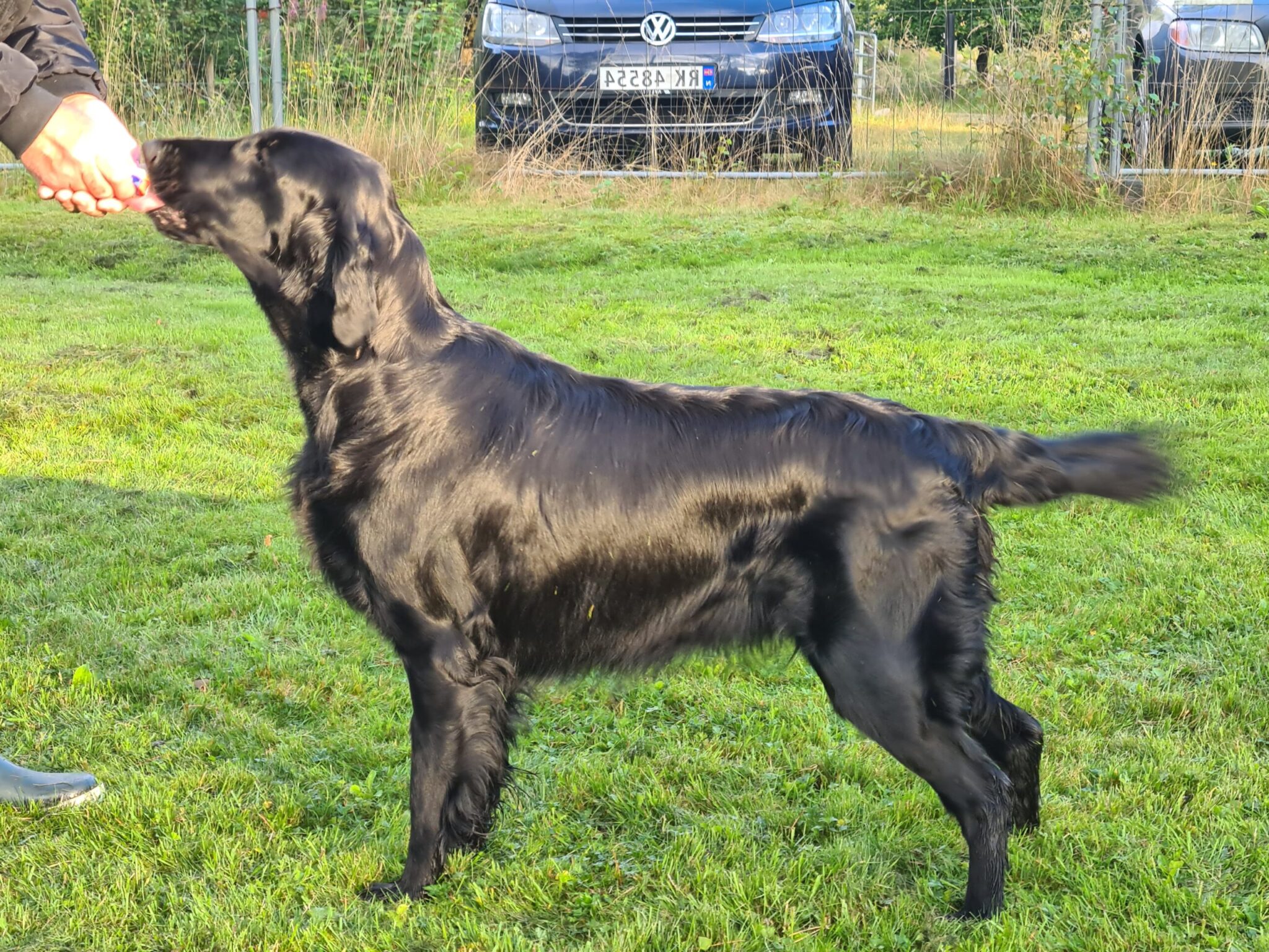 Hempth`s Atlanta (Daisy) Hempth`s Atlanta (Daisy)