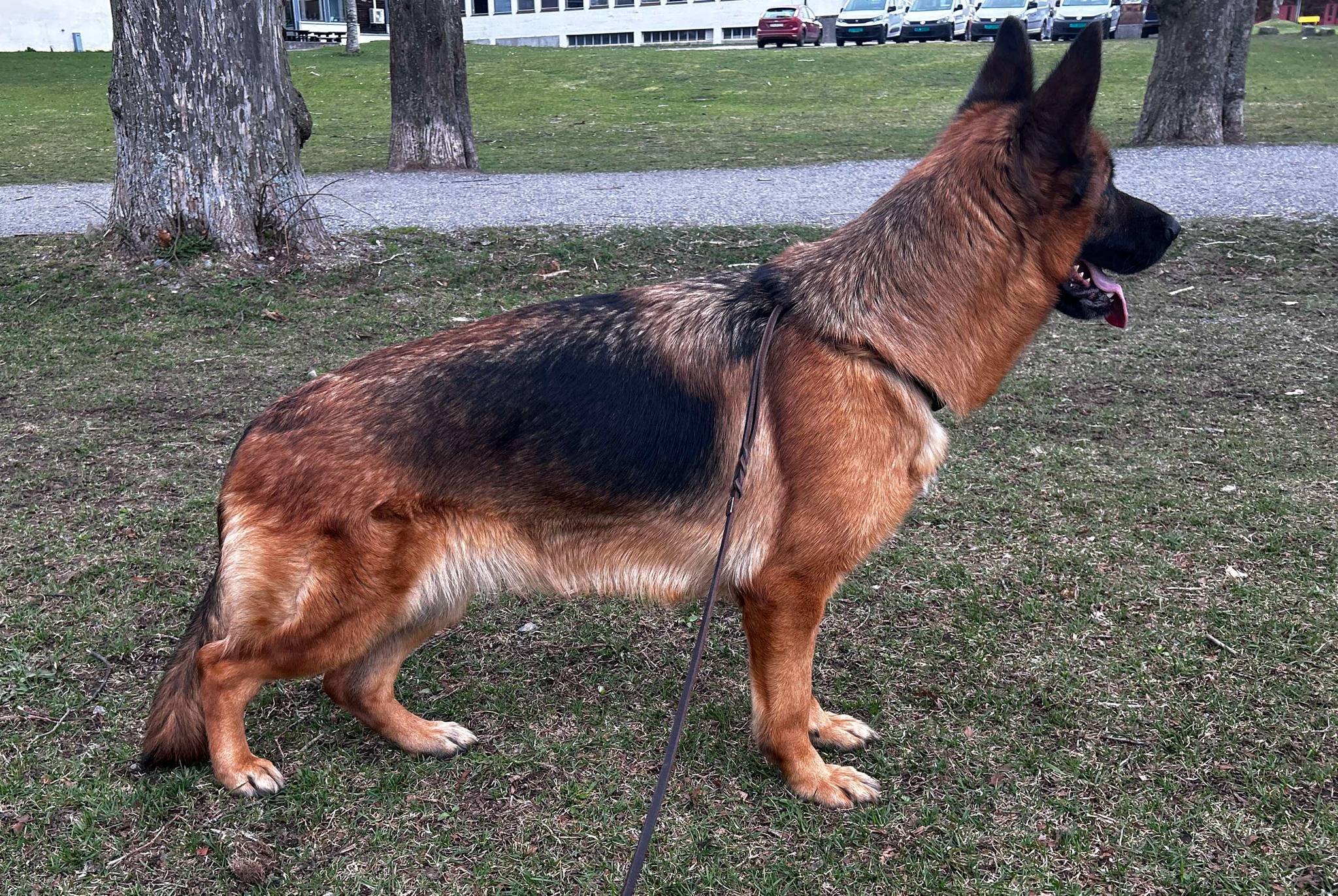 Tessa av Svebø Tessa av Svebø