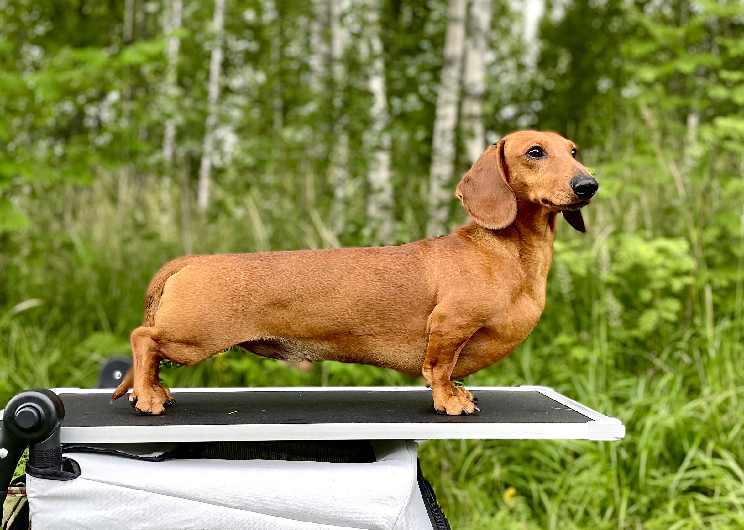 C.I.B N SE DK UCH NORD VCH Minstemann's Eros