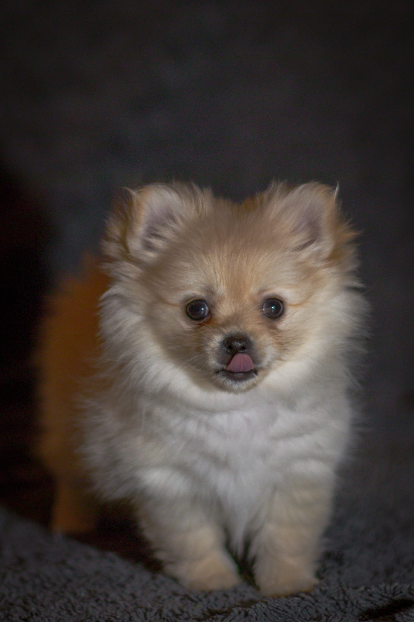 Valp 1 Mochi von Mainy Valp 1 Mochi von Mainy