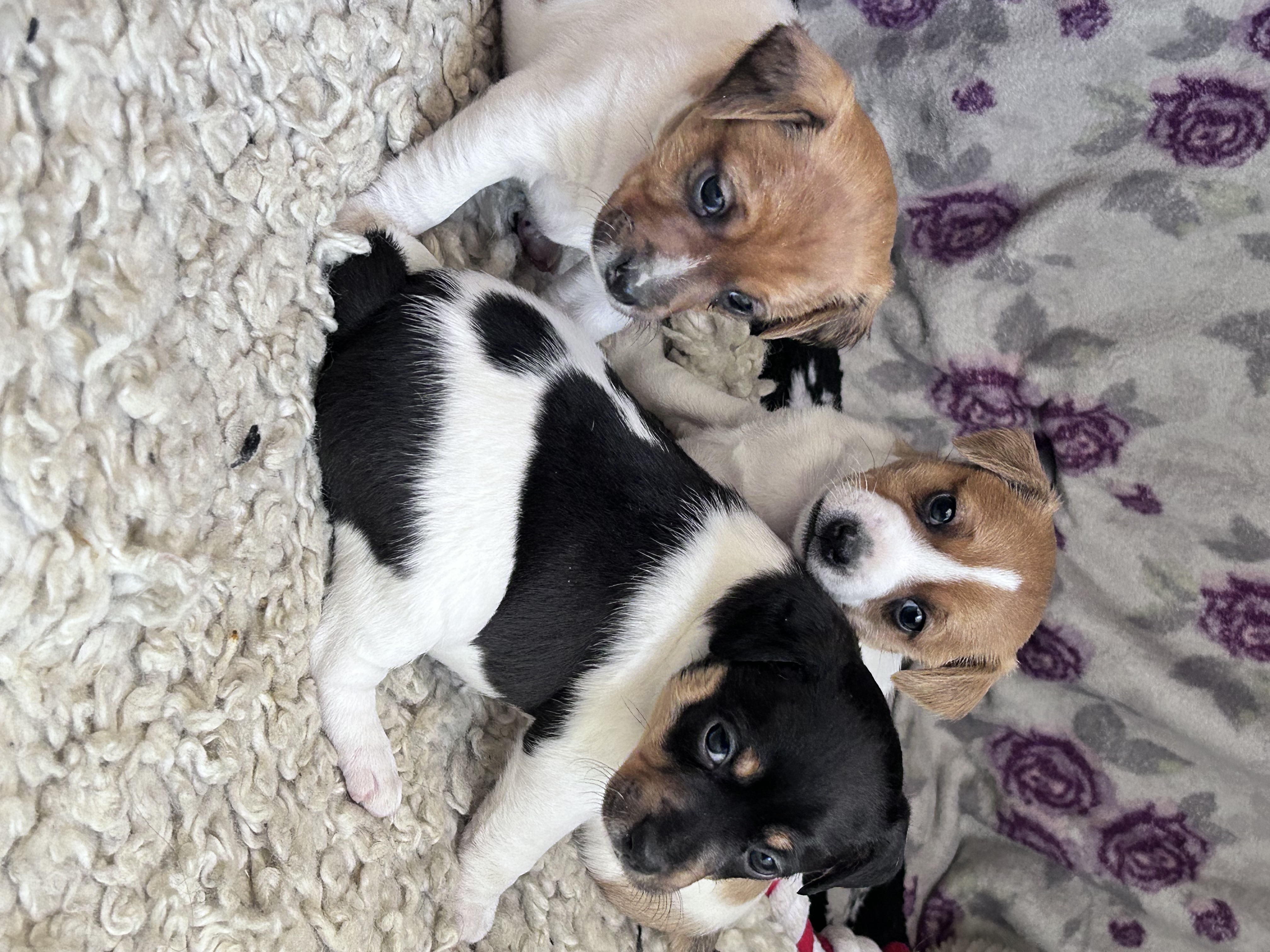 Katrine Amble Katrine Amble