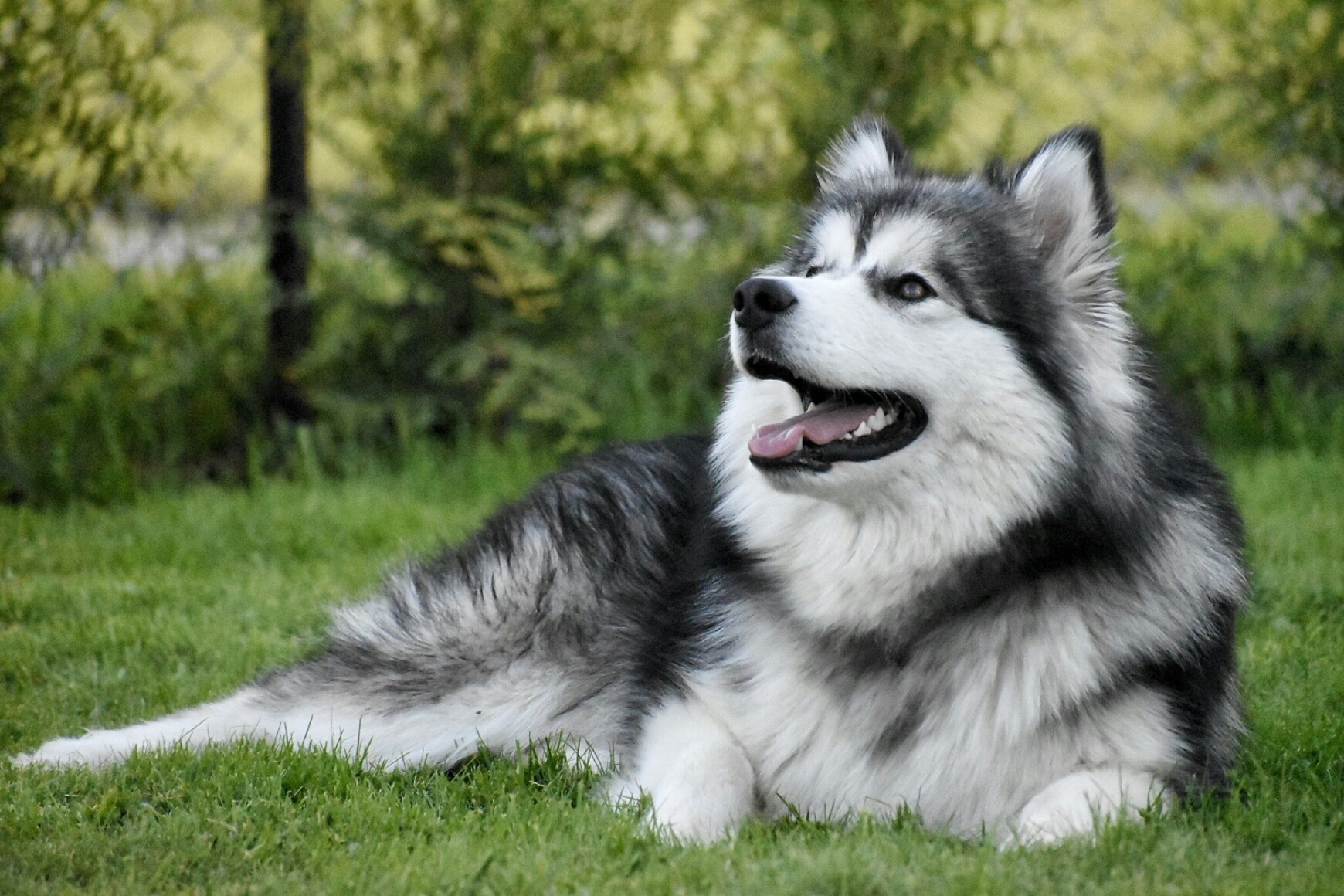 Østbylias Ålreite Sakari Østbylias Ålreite Sakari