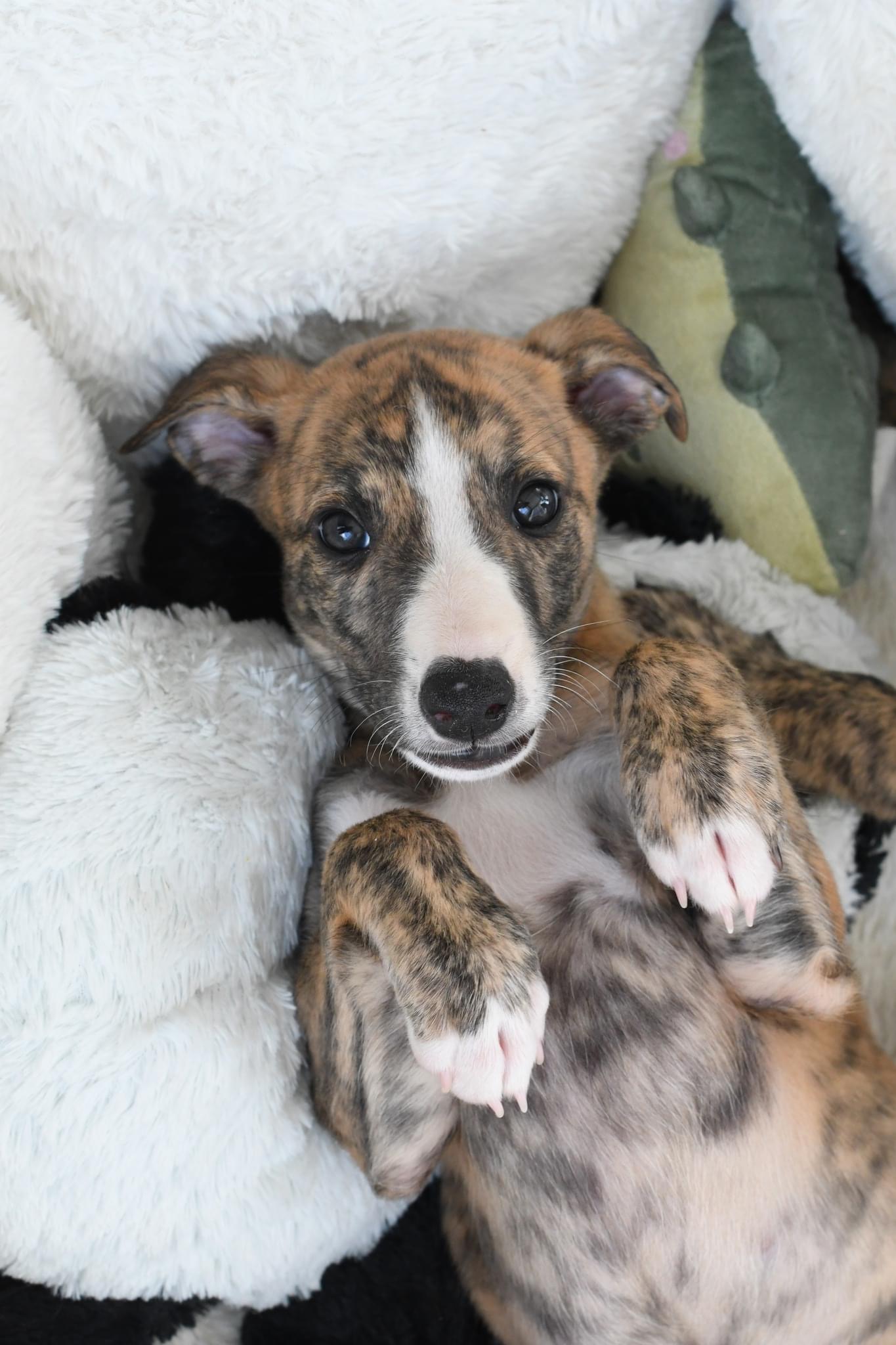 Jealous Neighbour Jealous Neighbour