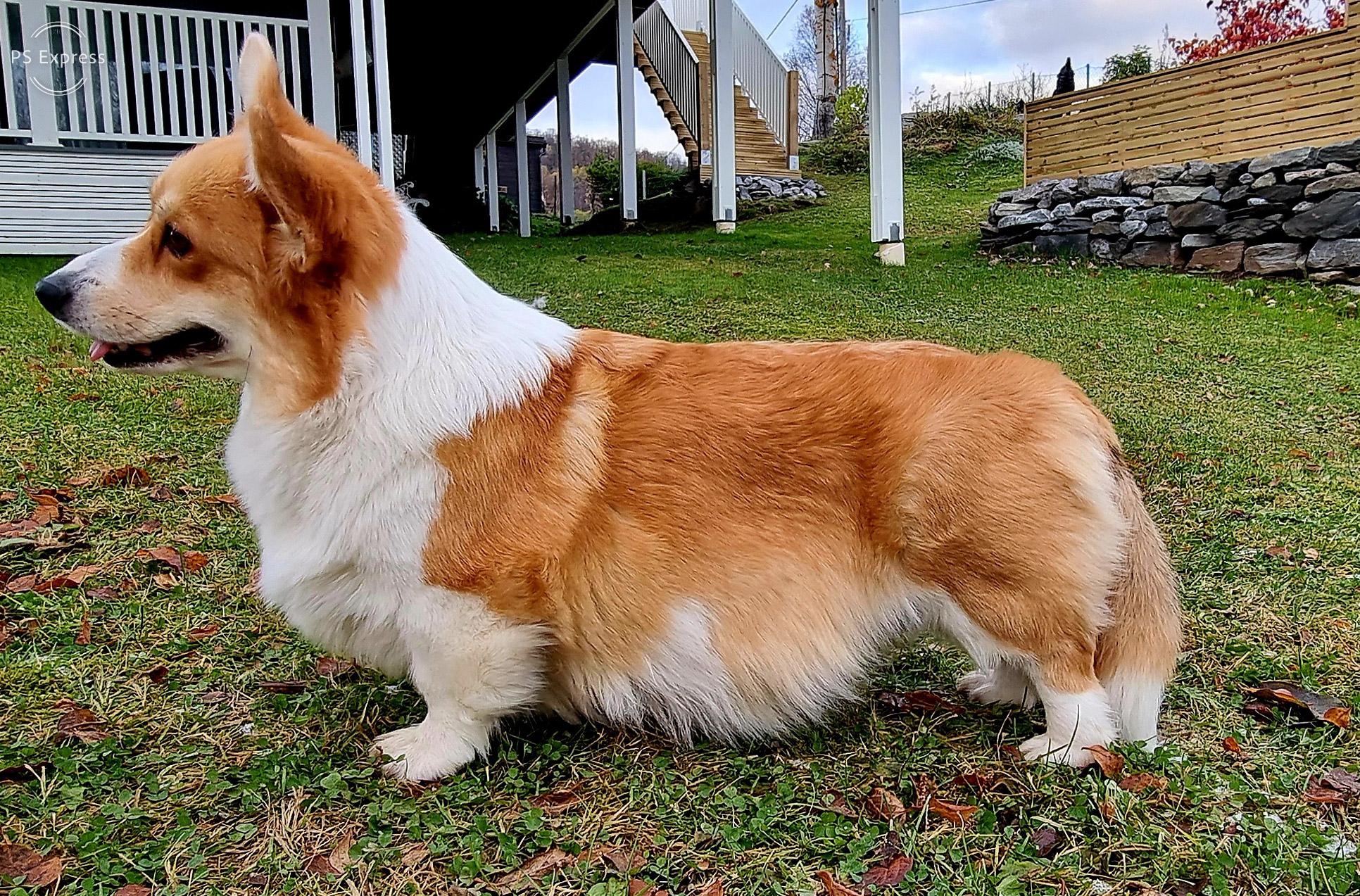 N S.U.ch Christmas Candy iz Byrshtunovogo Kraju N S.U.ch Christmas Candy iz Byrshtunovogo Kraju