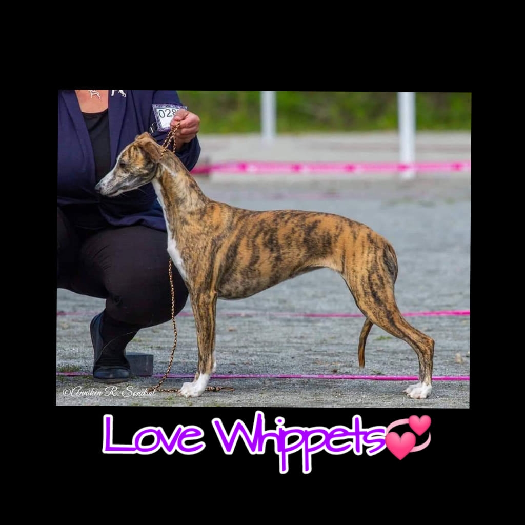 No Se Ch Bluefrost Charmy`s Evoleht No Se Ch Bluefrost Charmy`s Evoleht