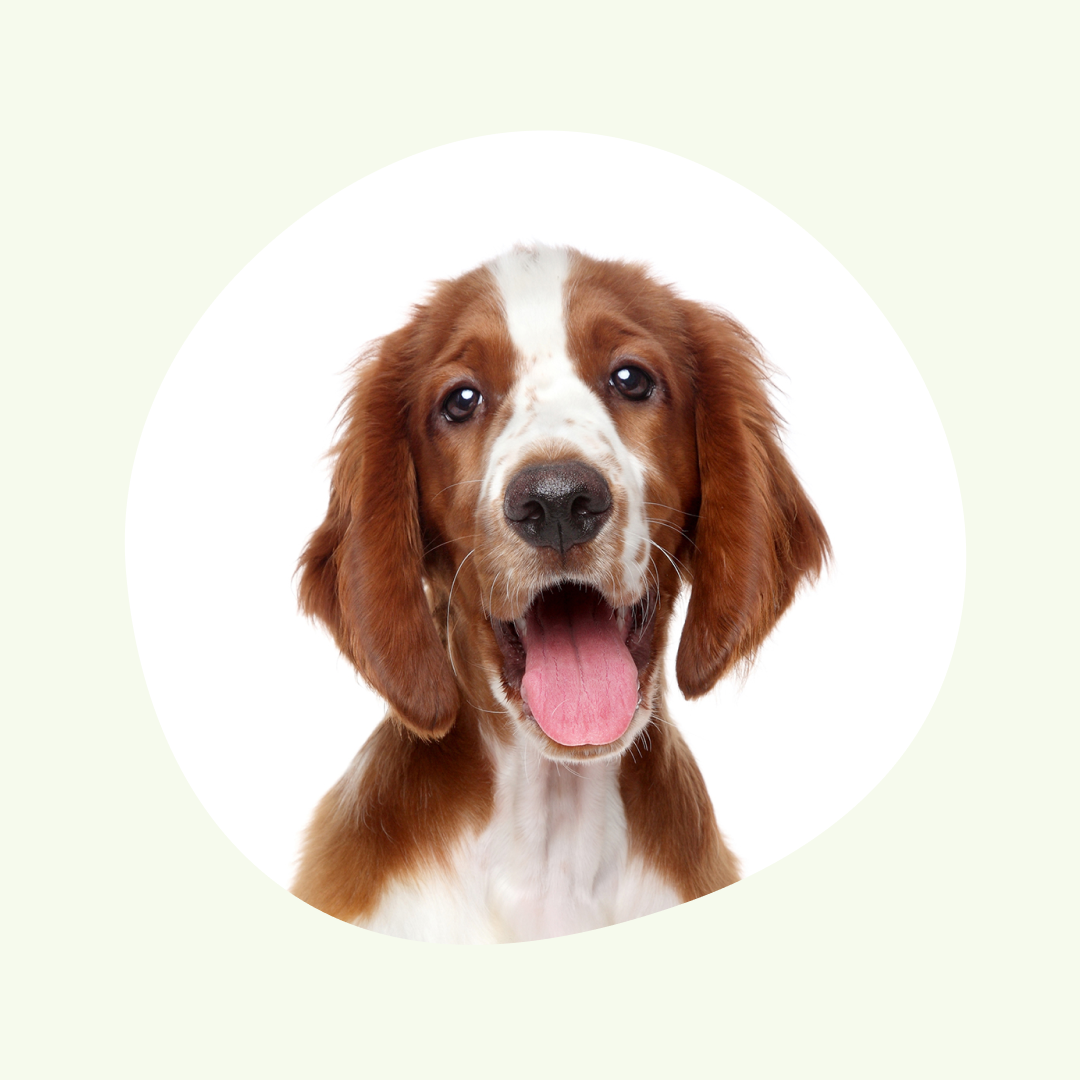 Tryggere valg for valpekjøpere