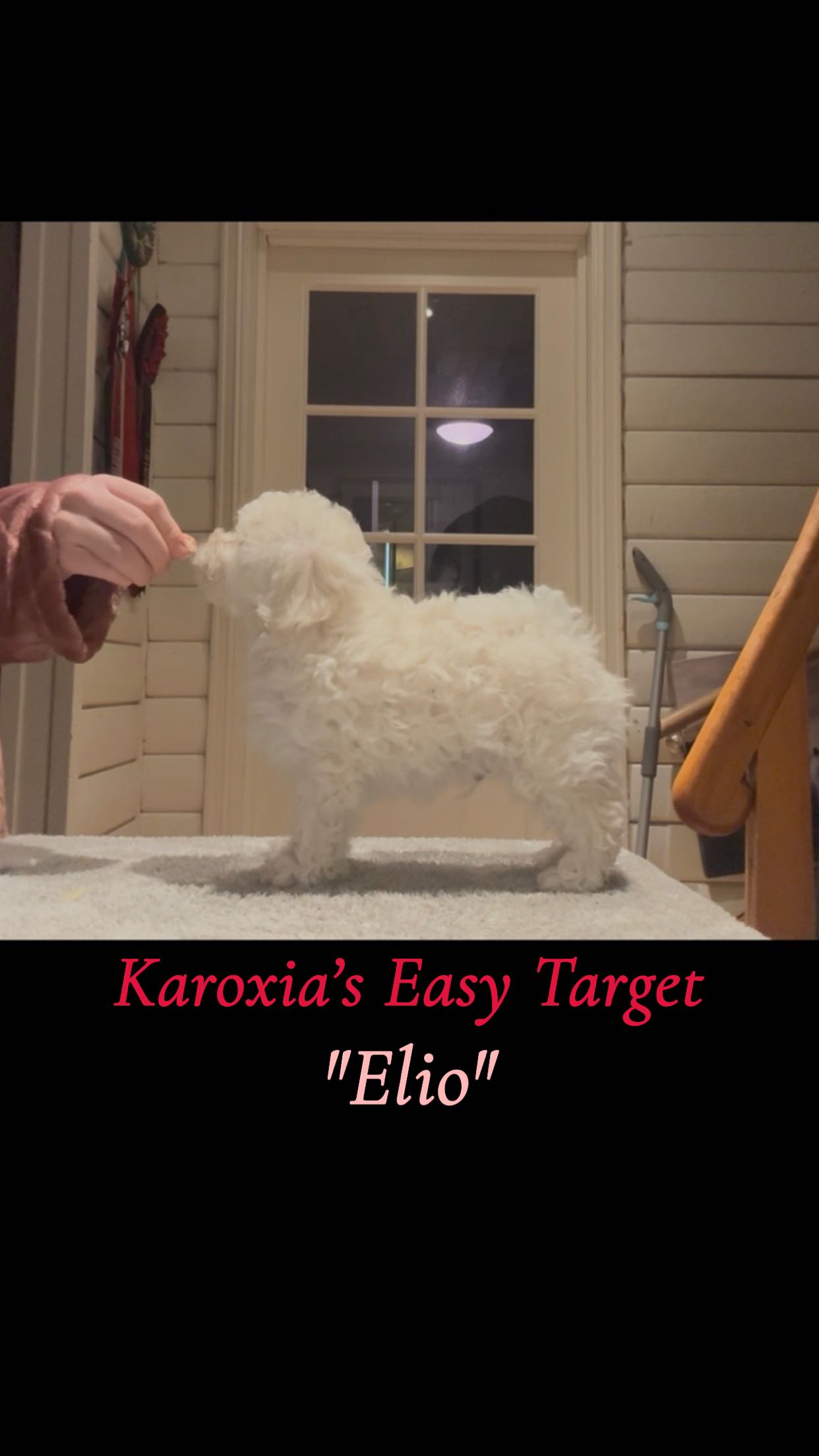 Karoxia Easy Target "Elio" Karoxia Easy Target "Elio"