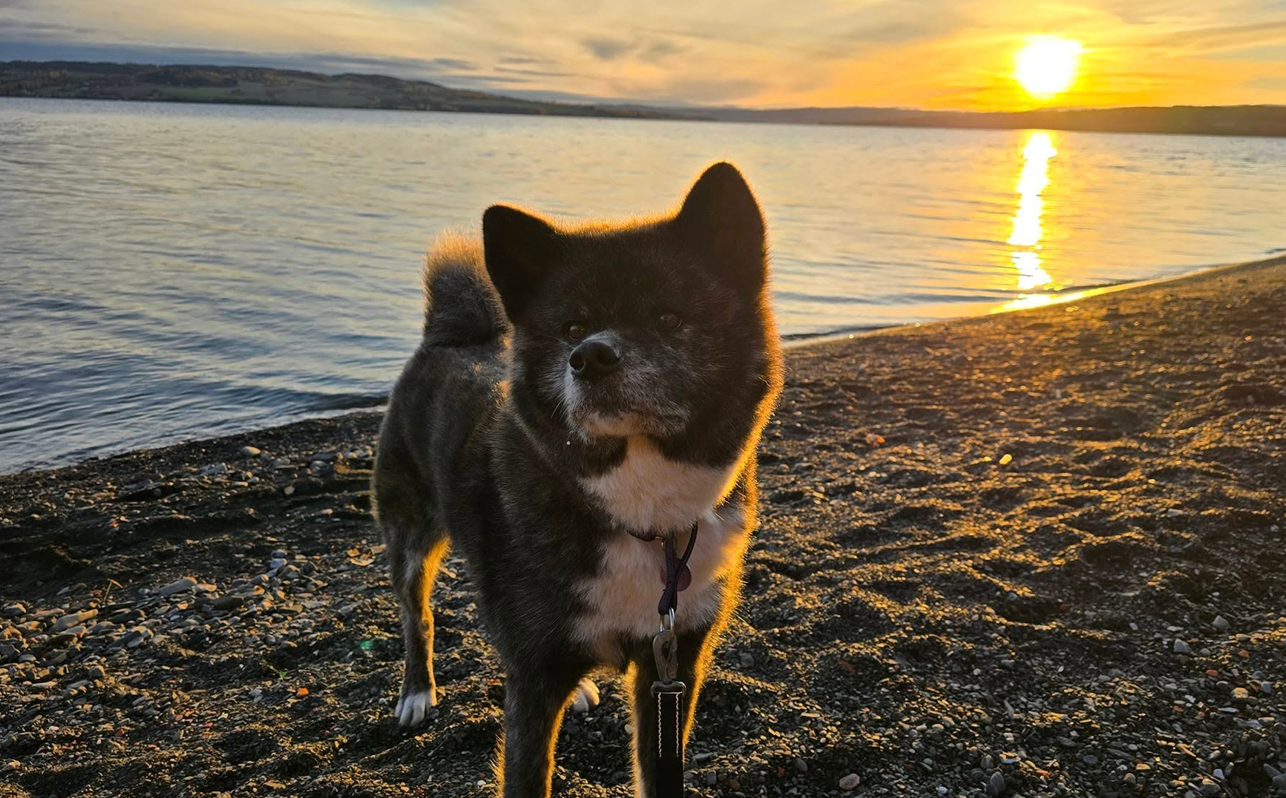 Dynamic image Dynamic image