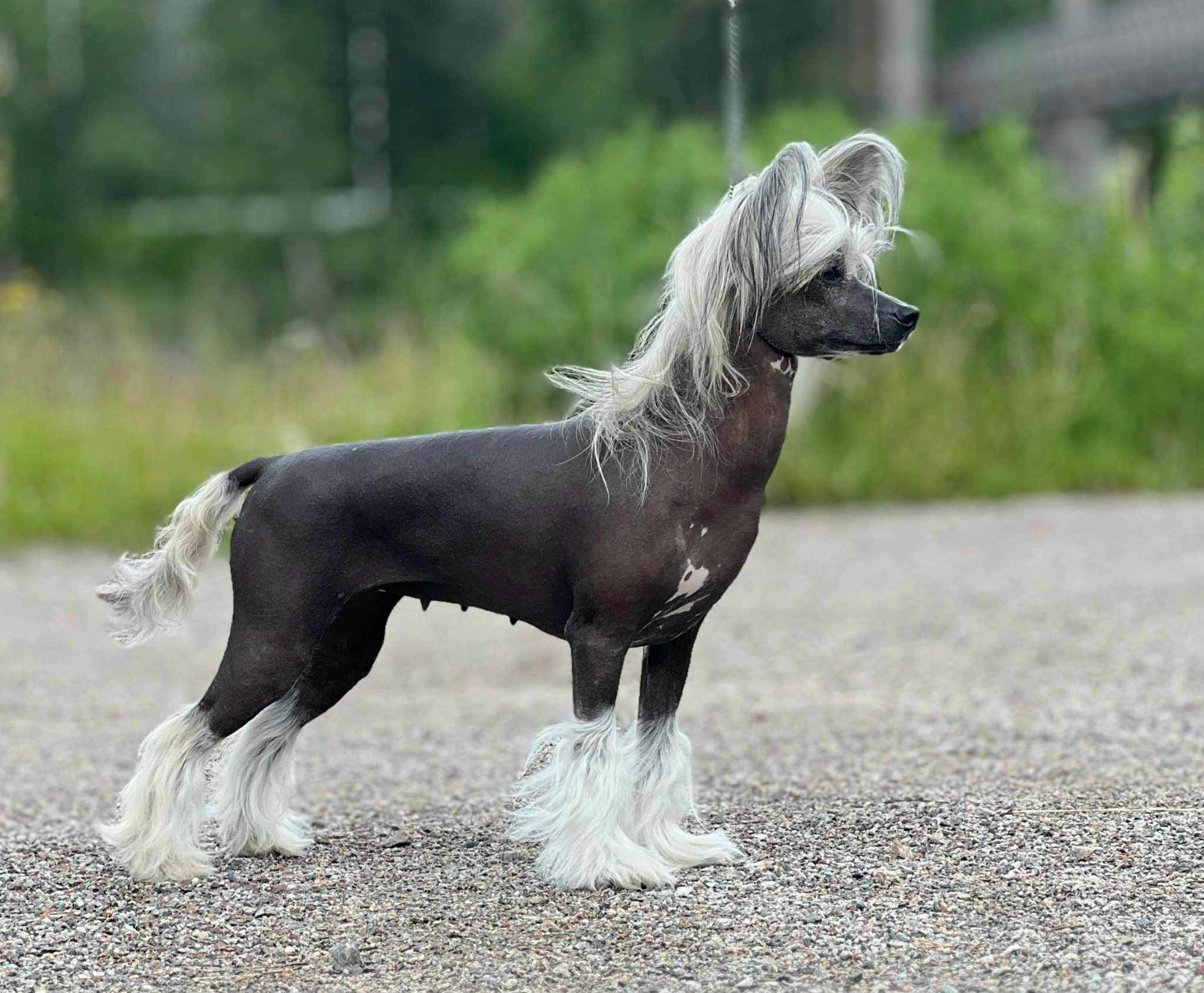 Zoe - No CH SE CH Jean Dark Zoe Jane