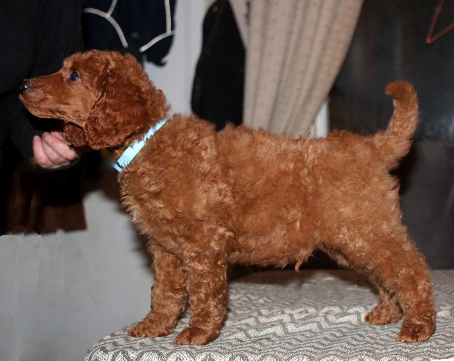 A........ DREAM IN COLOURS (blått halsbånd)