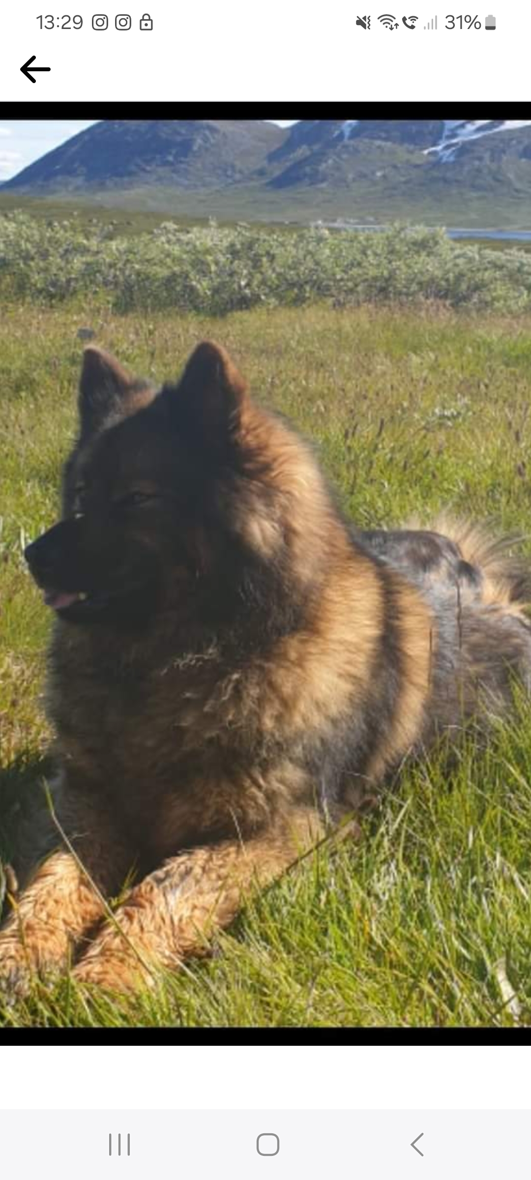 Skovagergaards Penny