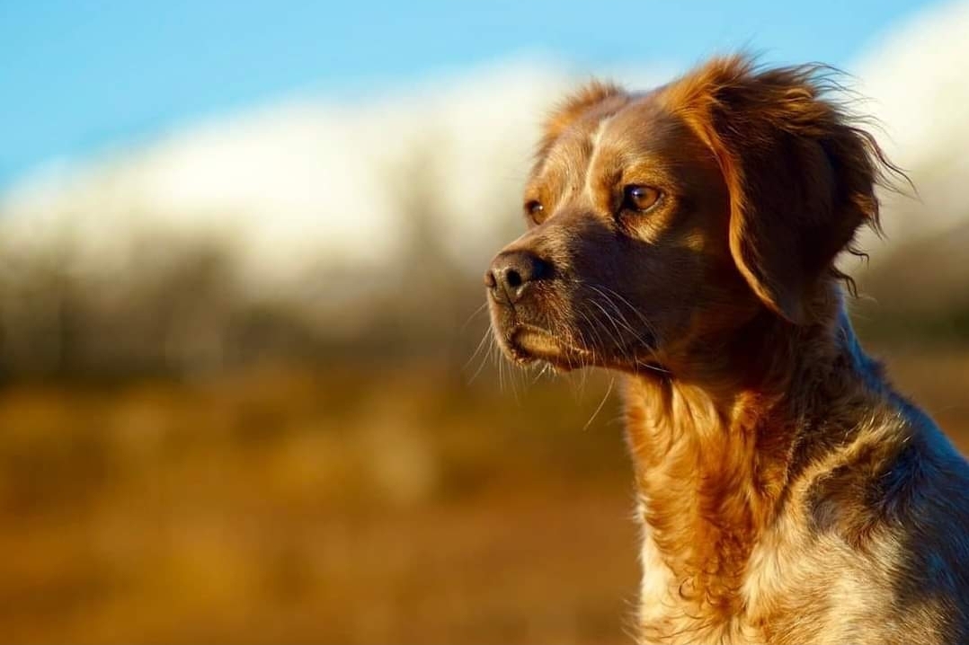 Ingvild Lundgård-Nolte Ingvild Lundgård-Nolte