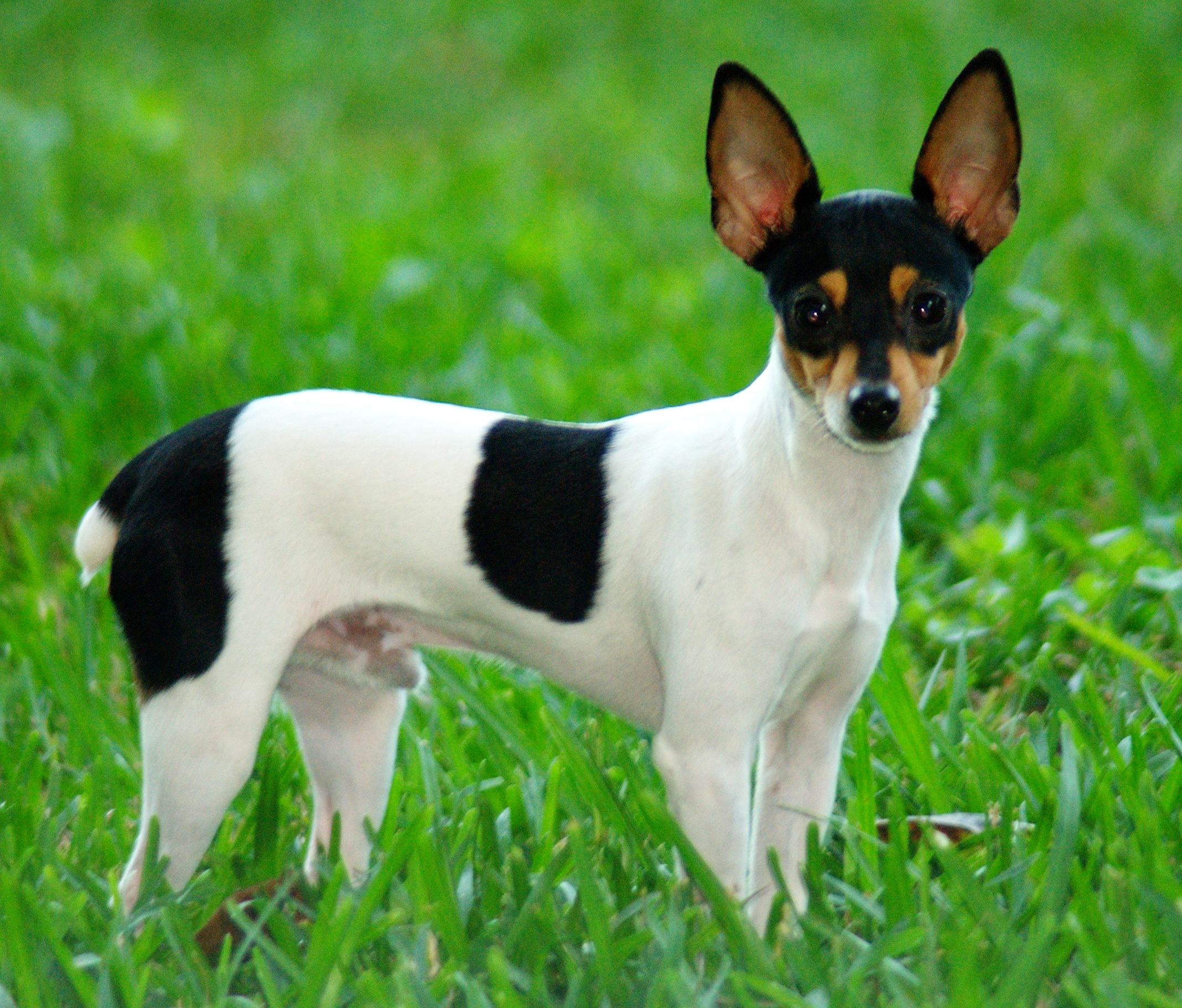 Toy Fox Terrier Toy Fox Terrier