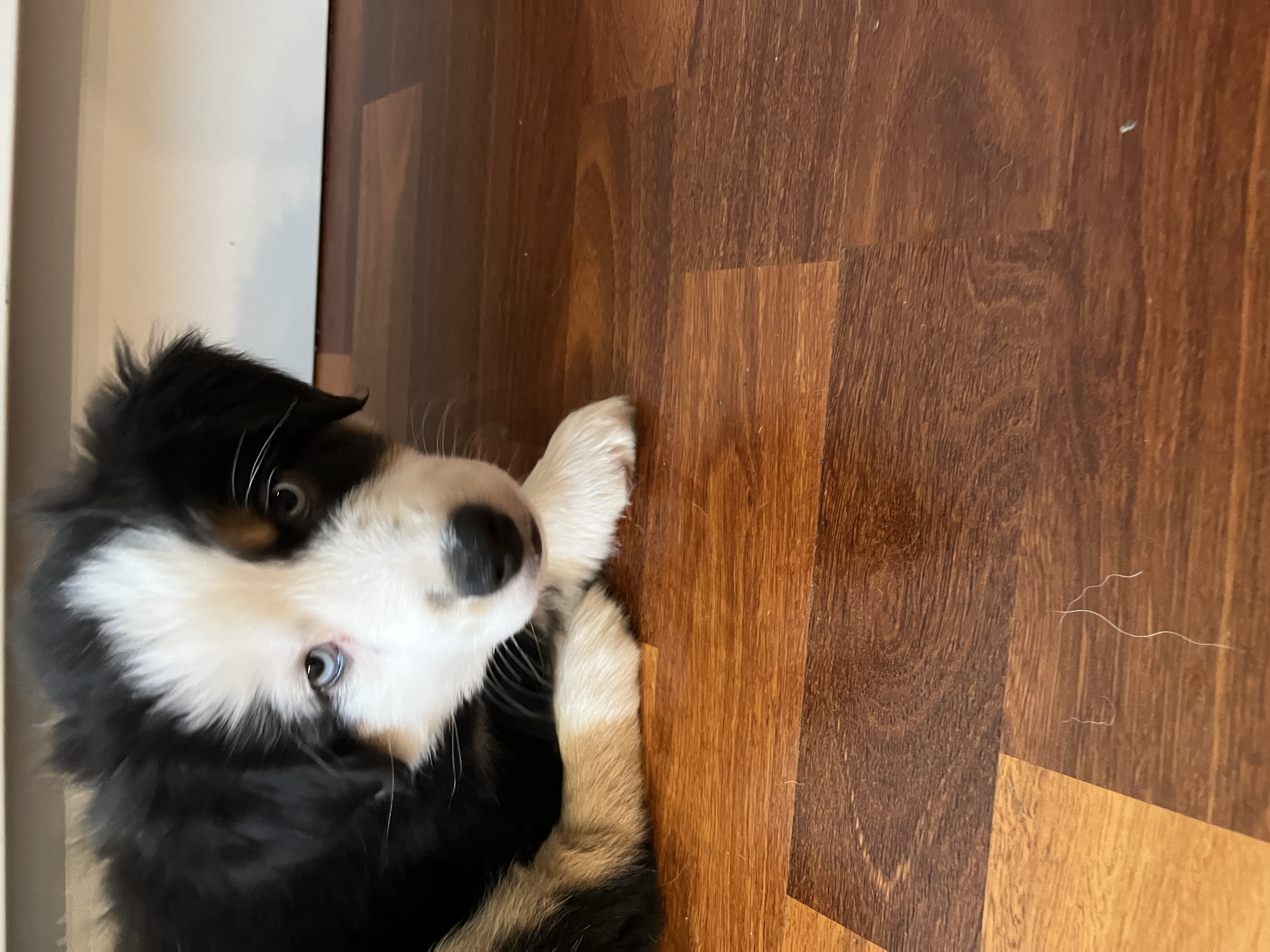 Lovely Lumi from Trilars Paws Lovely Lumi from Trilars Paws