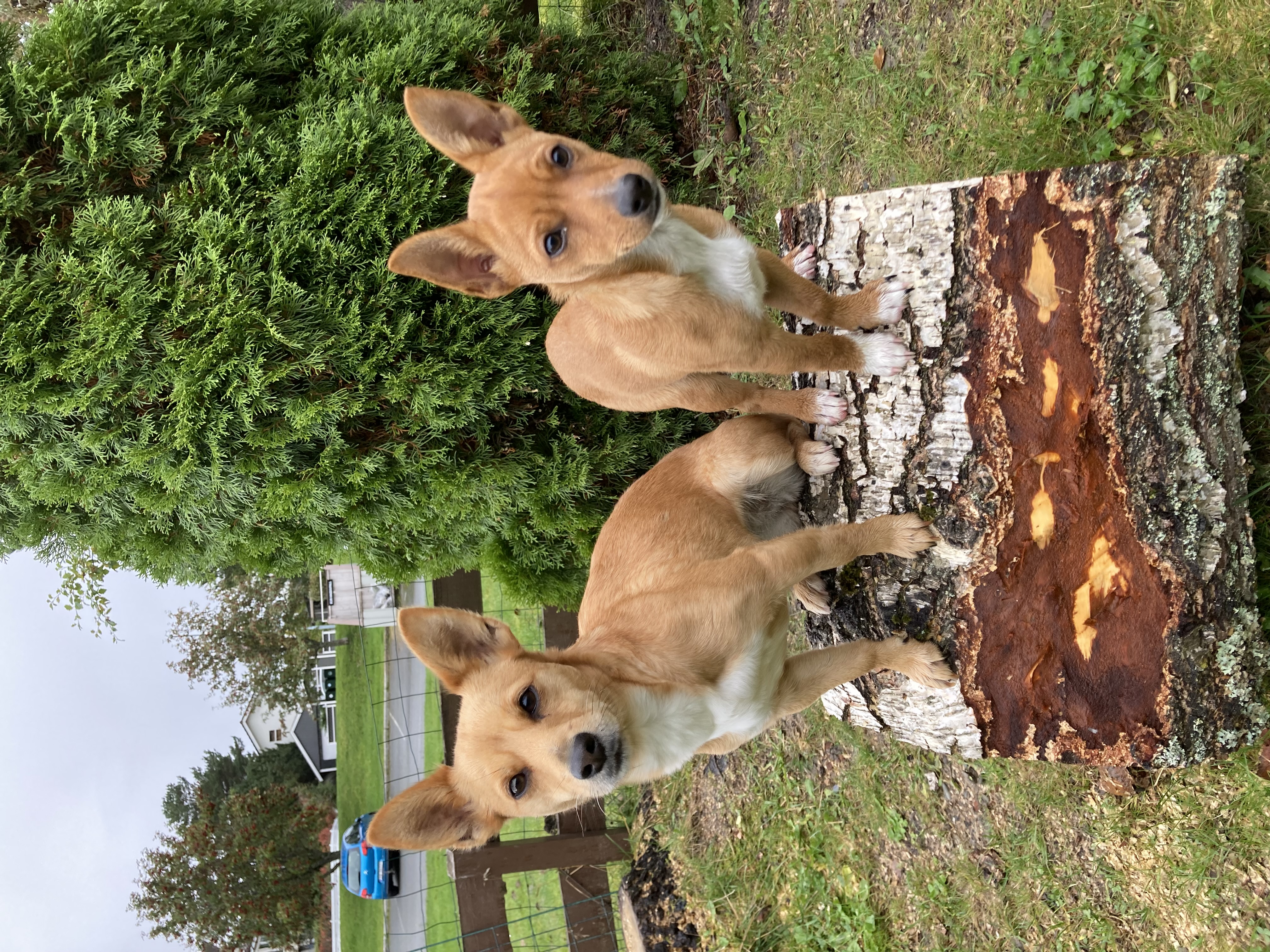 Sjøhaven’s KaMiPod Sjøhaven’s KaMiPod