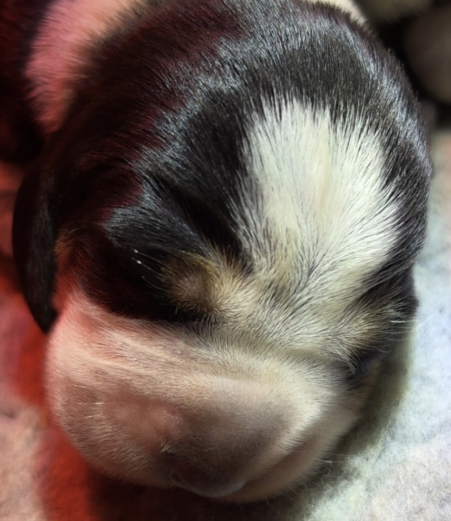 Hunter av Heimlia Hunter av Heimlia