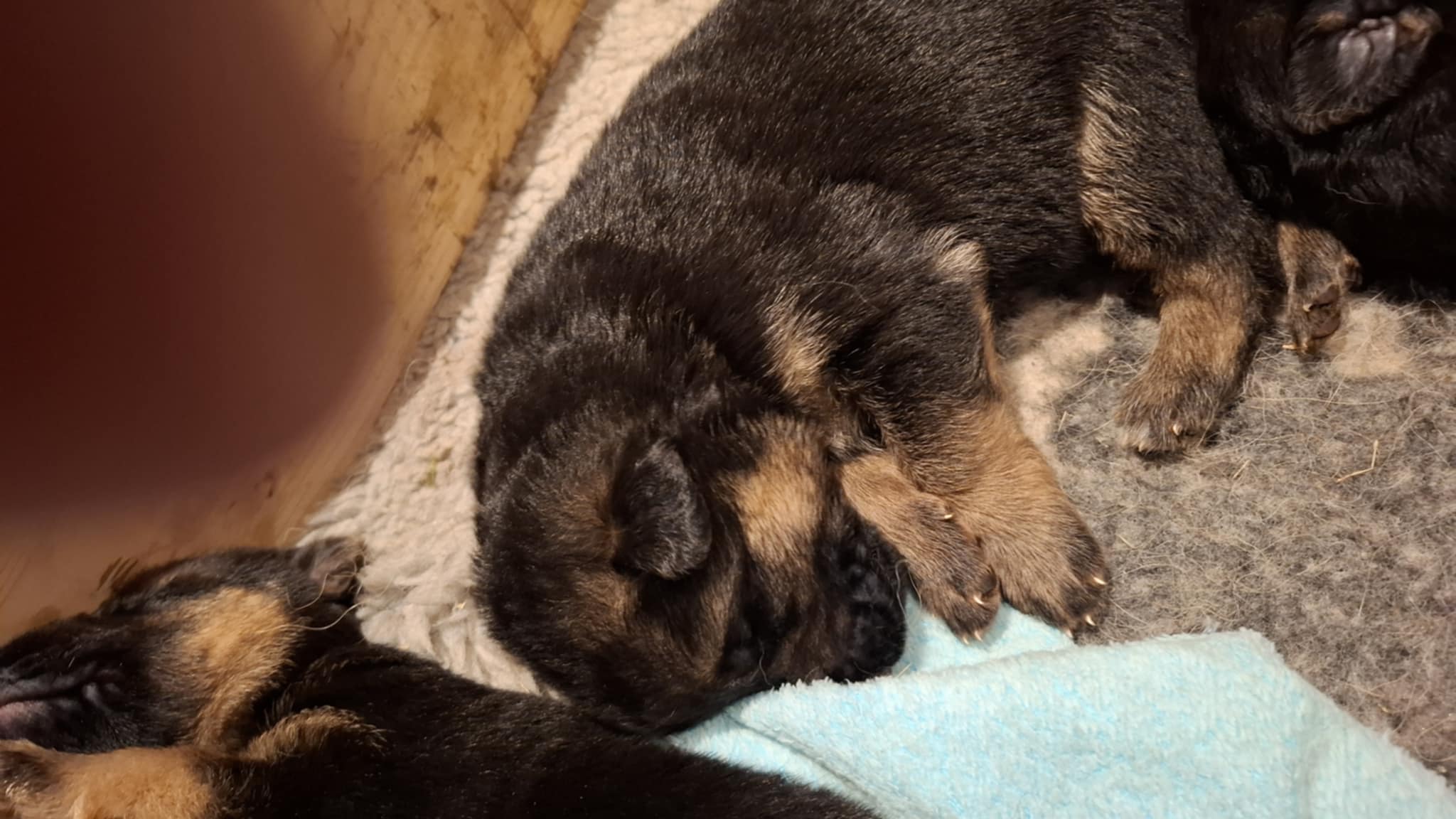 Bukkesti d5 Bukkesti d5