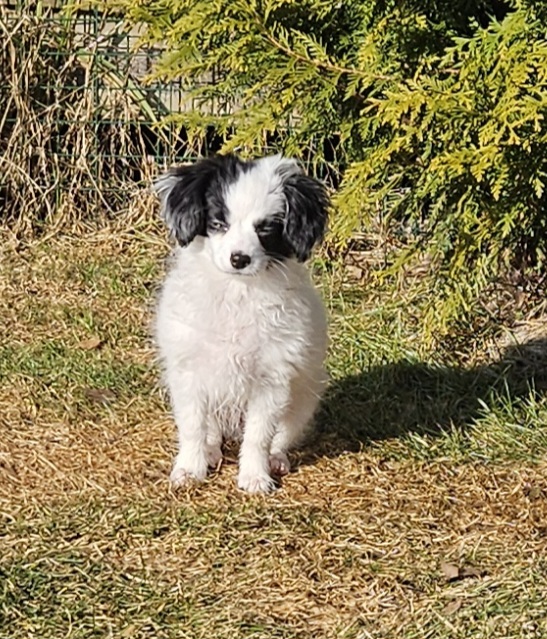 Mirramiss Hallo IM Arya 