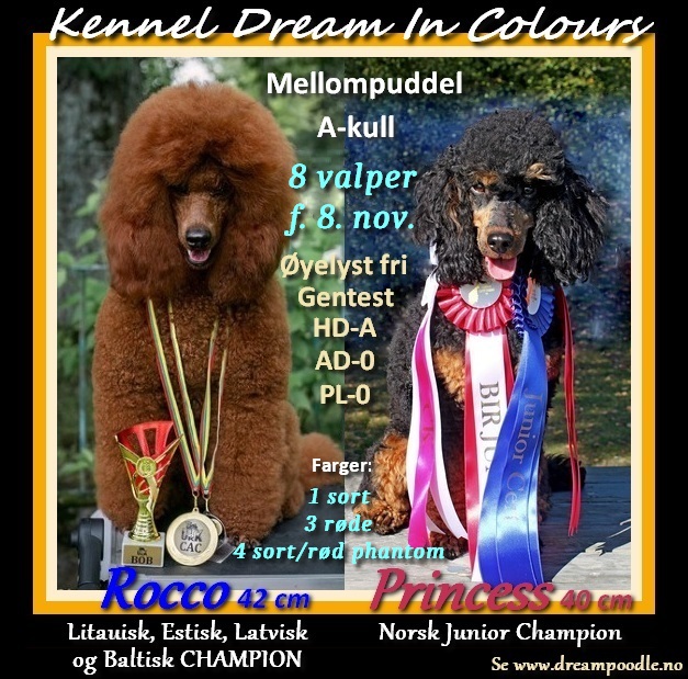 KENNEL DREAM IN COLOURS A-KULL