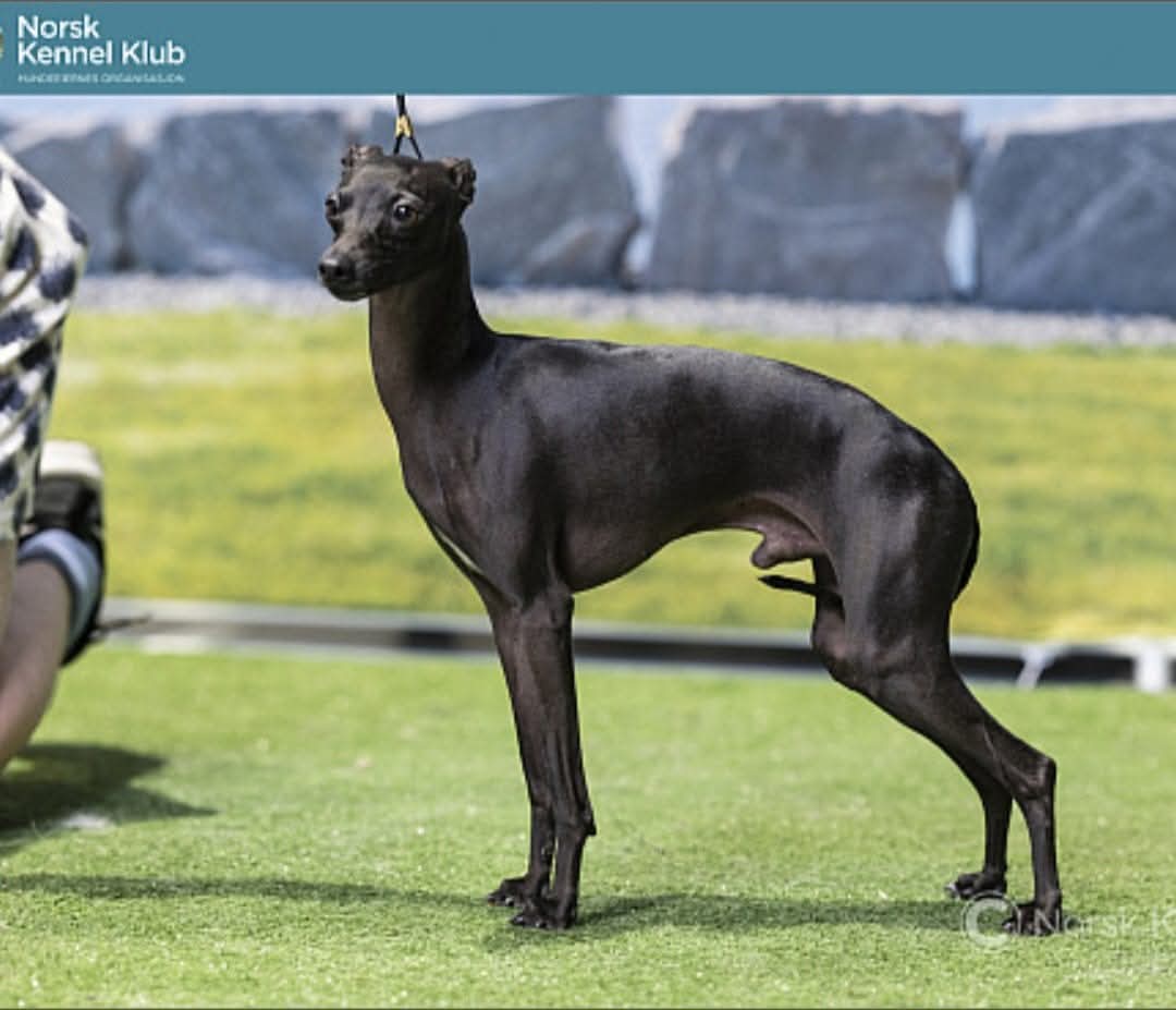 Bey Tezcatlipoca Bey Tezcatlipoca