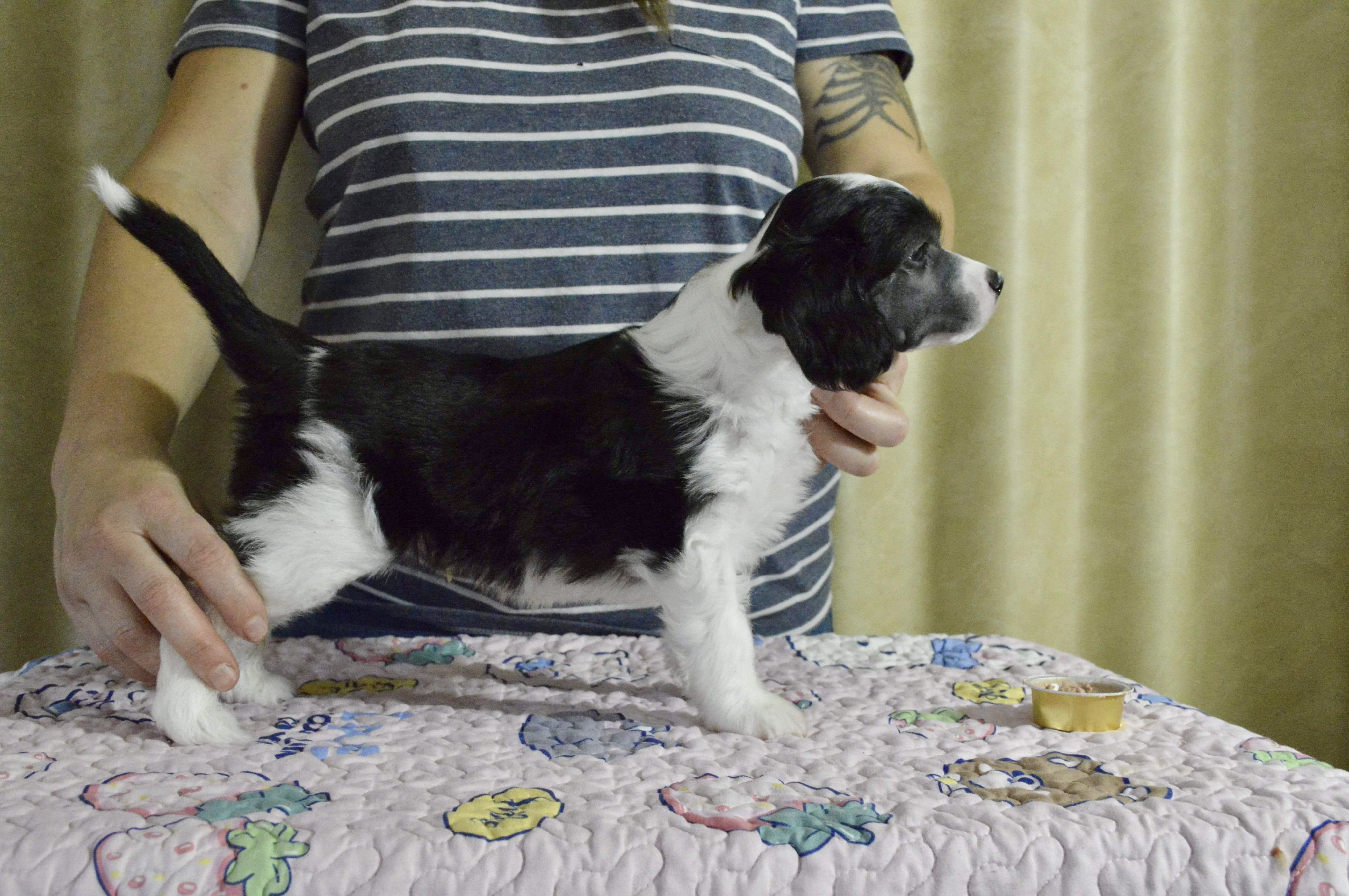 Girls Girls Nobel Norbert - Dumbo Girls Girls Nobel Norbert - Dumbo