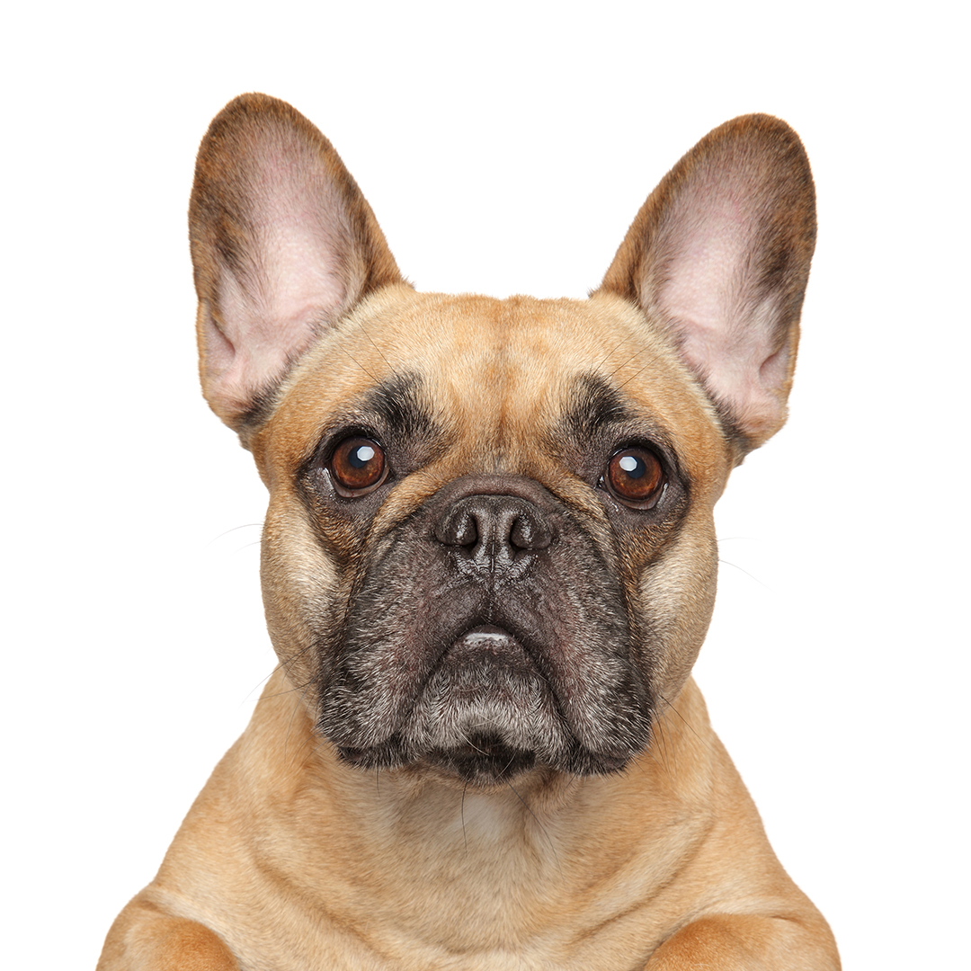 Fransk bulldog Fransk bulldog