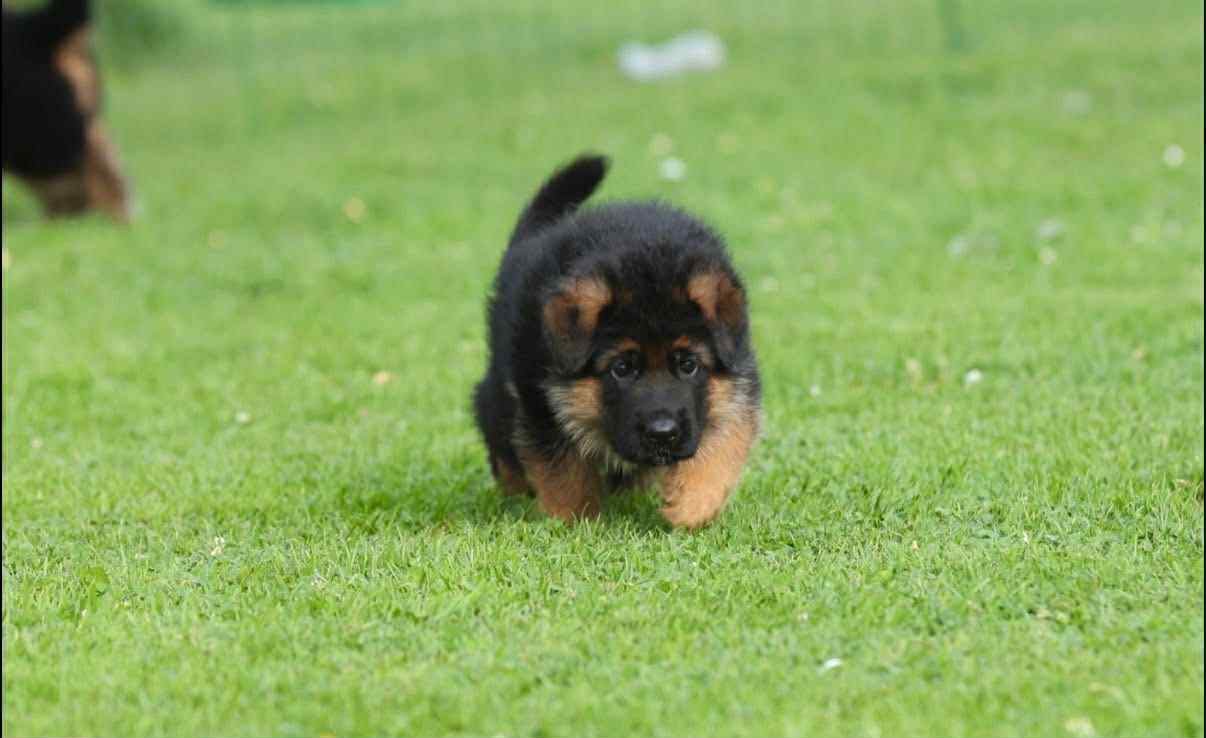 Øystein VII av Svebø Øystein VII av Svebø