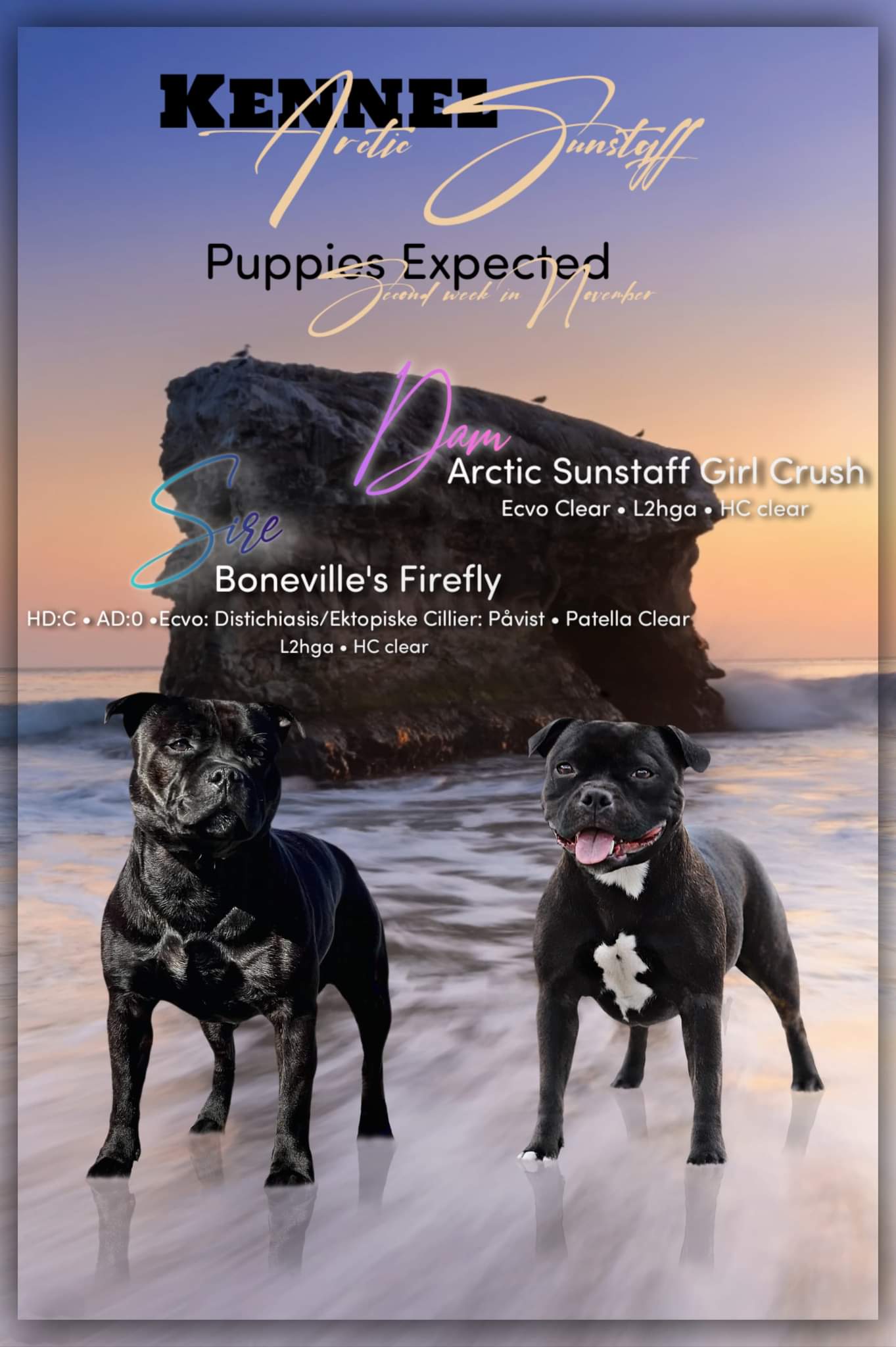 Dynamic image Dynamic image