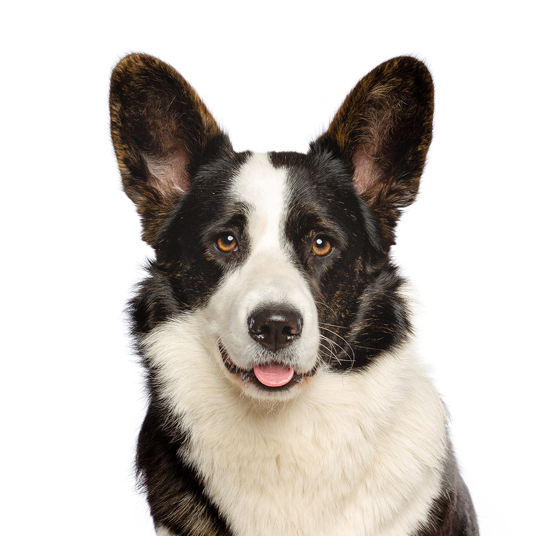 Welsh corgi cardigan Welsh corgi cardigan