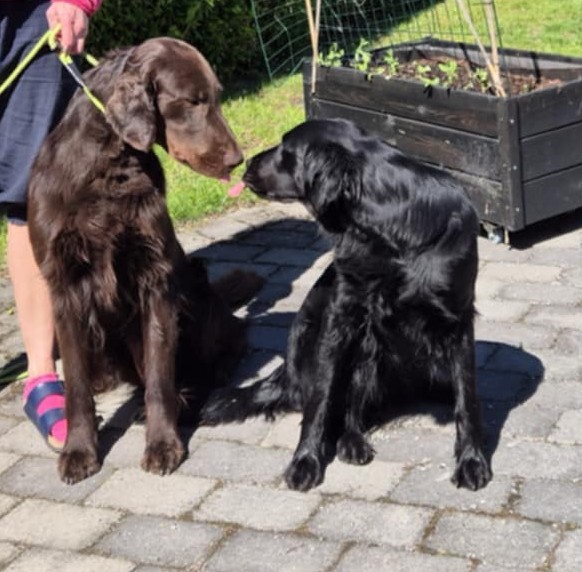 Fonkebakken Fonkebakken