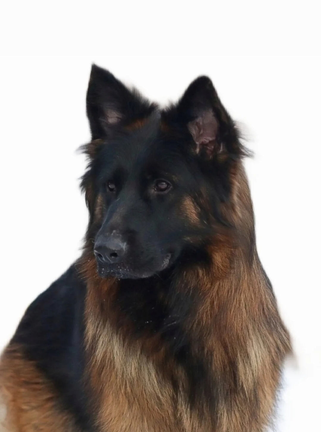 J'adore Josephine Adi 