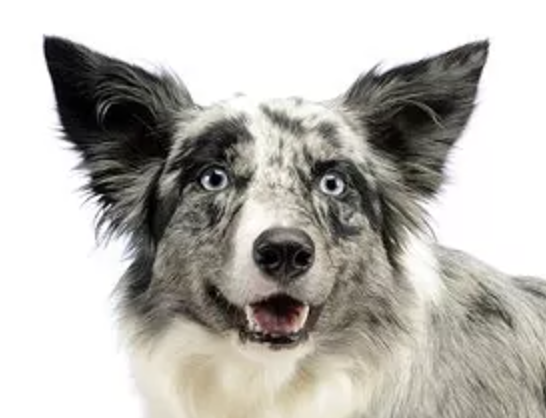 Australian Koolie Australian Koolie