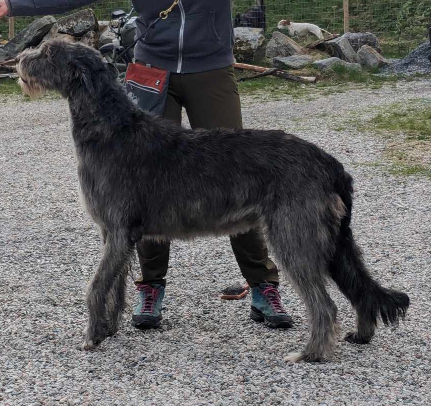 NUCH Magh Itha's Mjoll NUCH Magh Itha's Mjoll