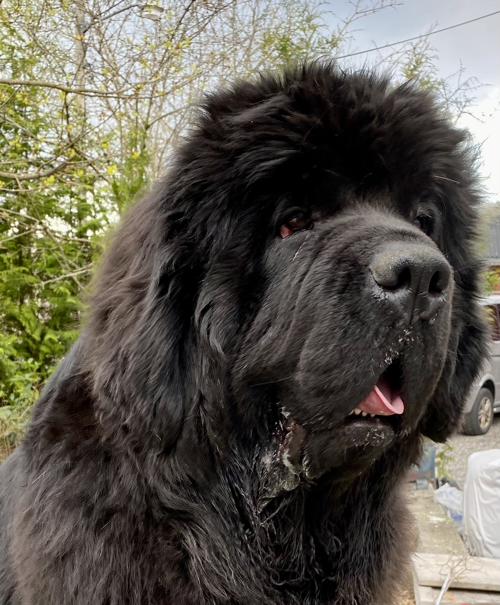 Ohoi’s Dazzled By You Ohoi’s Dazzled By You