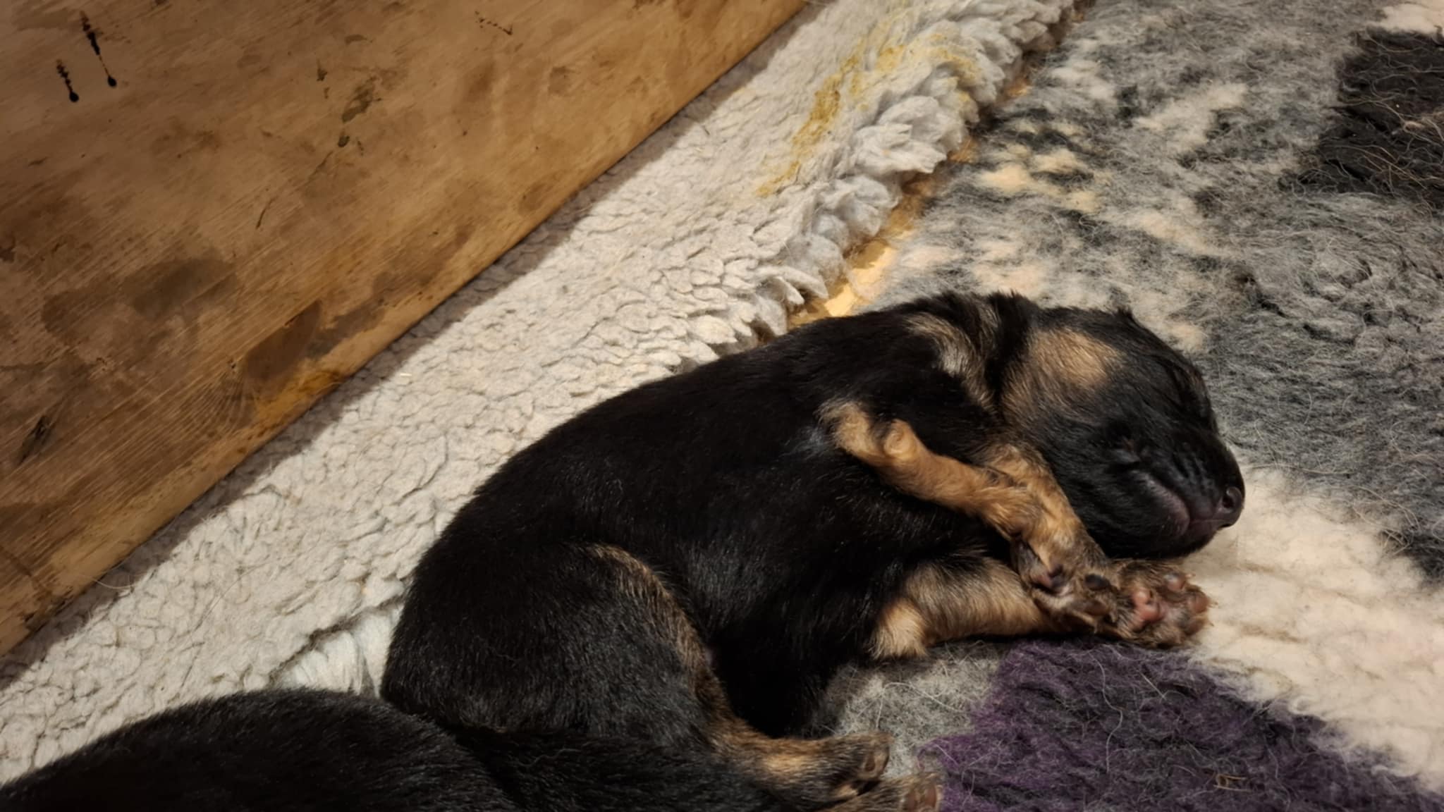 Bukkesti d2 Bukkesti d2